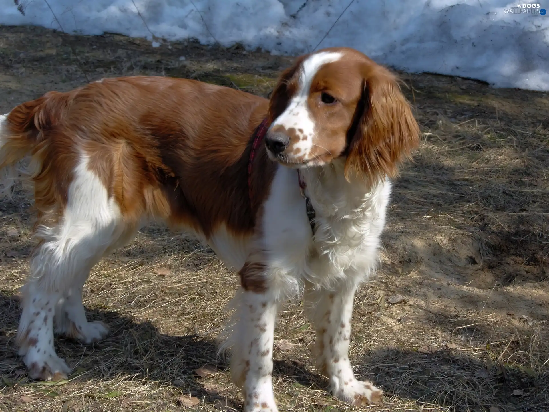 red-white, coat, Welsh Springer Spaniel