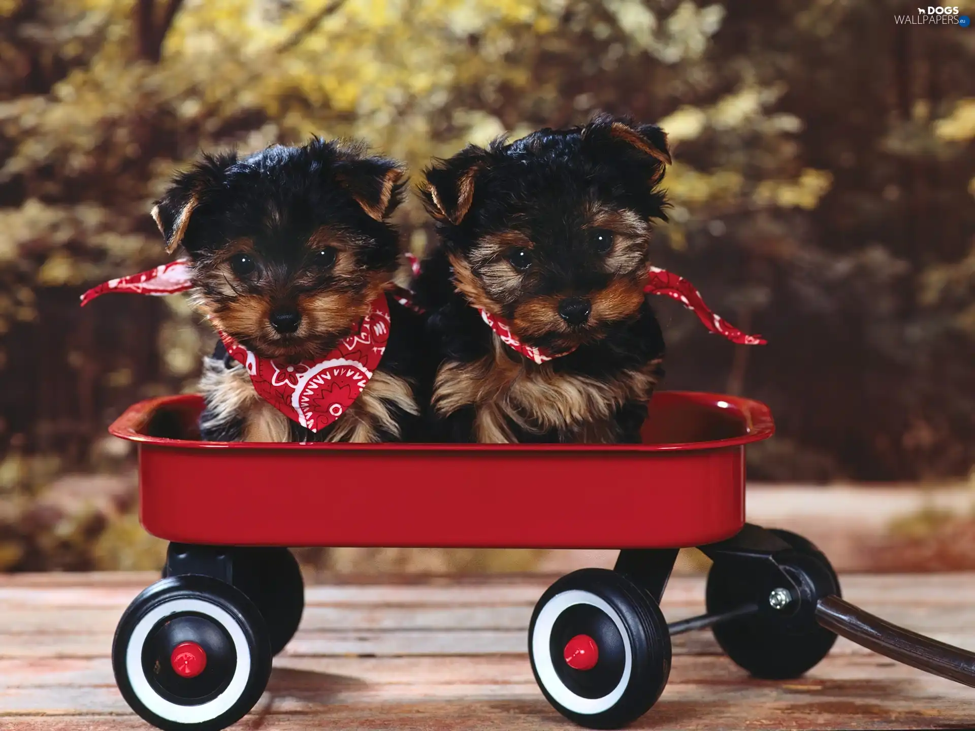 Red, trolley, Yorkshire Terrier