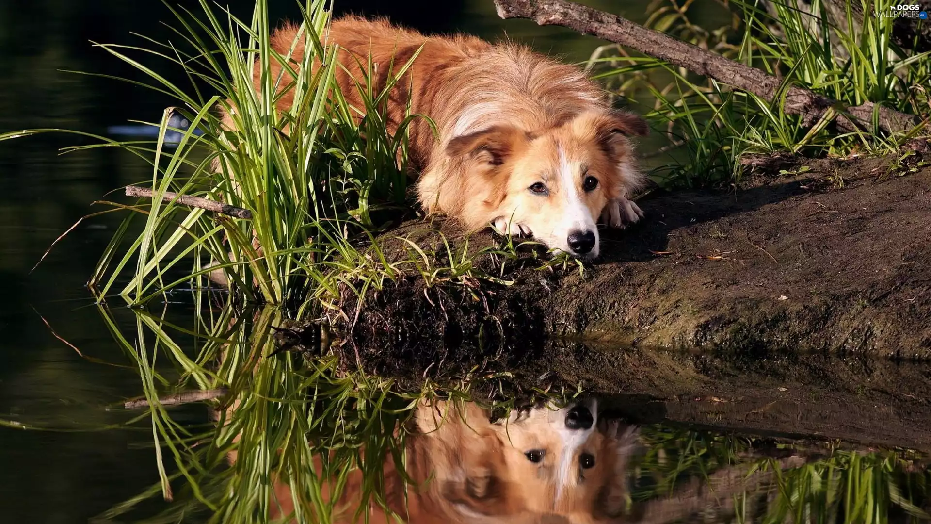 dog, Border, water, reflection, grass, Collie