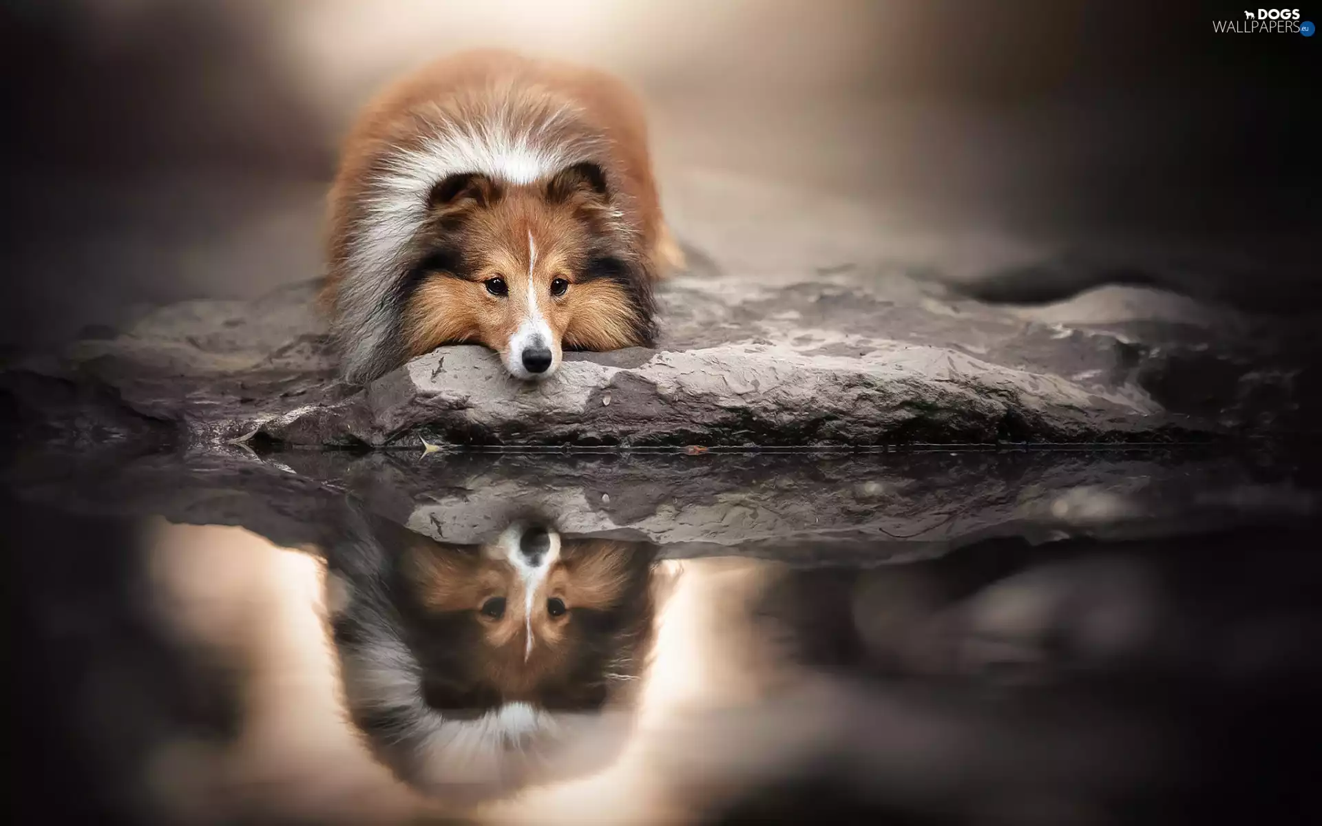 dog, reflection, shetland Sheepdog, water