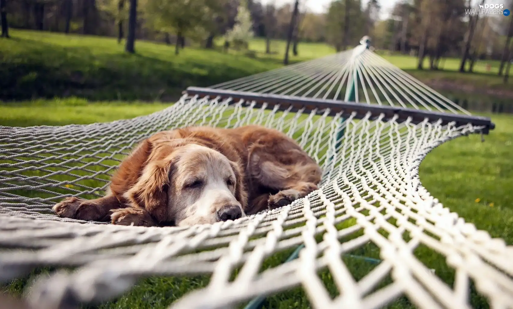 resting, Hammock, lazy, Cocer Spaniel
