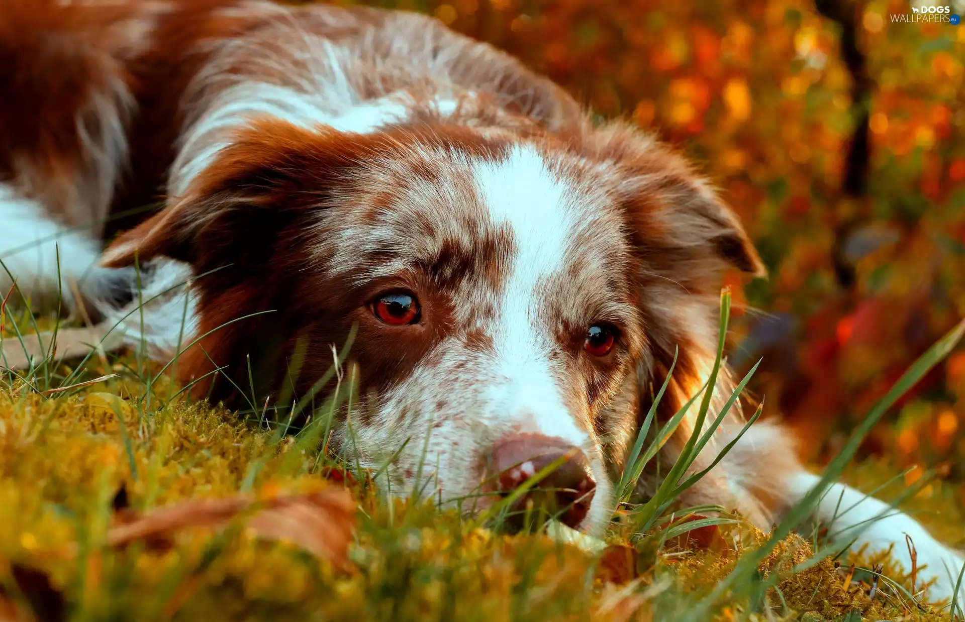 resting, Border, Collie