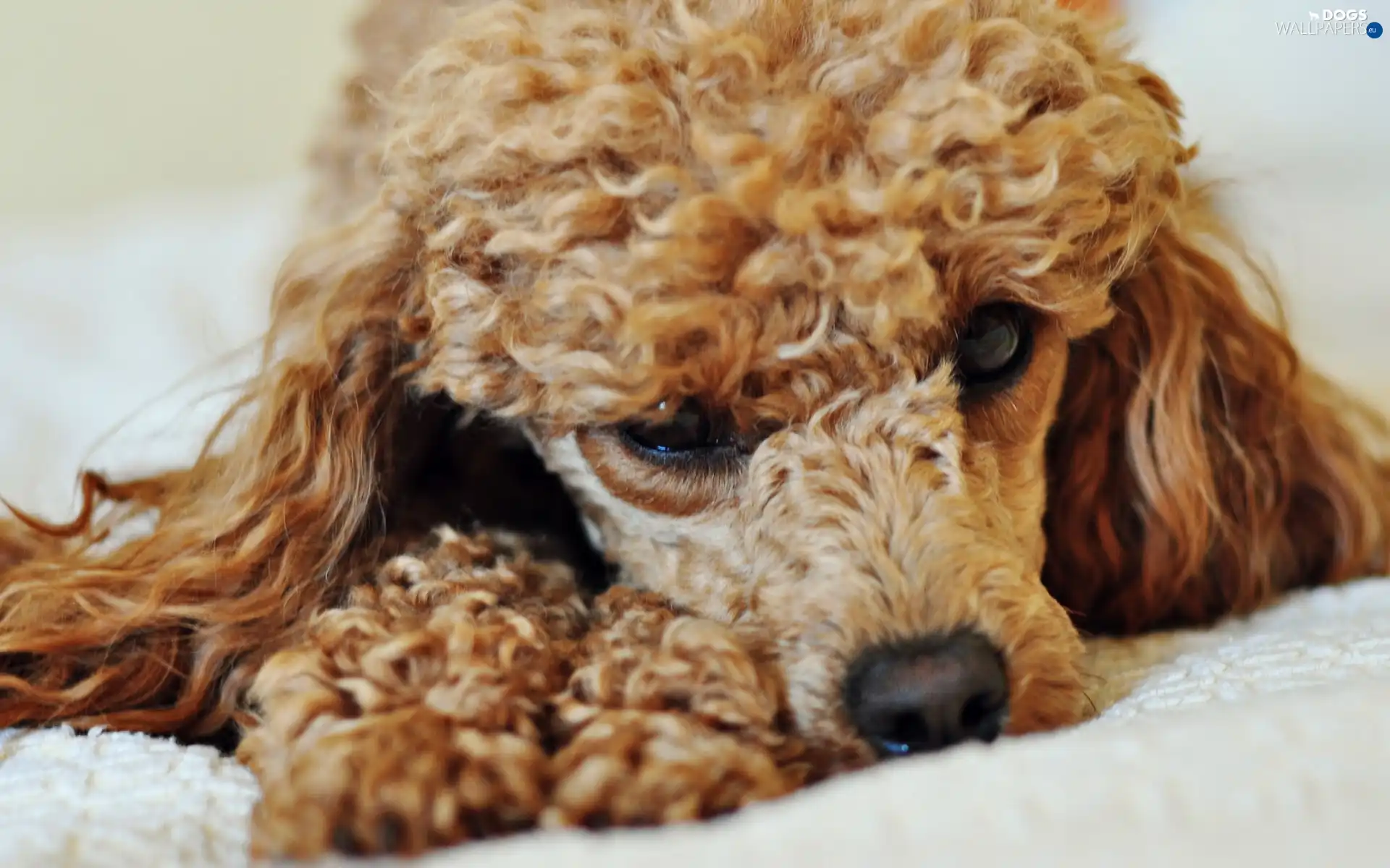 poodle, resting, dog