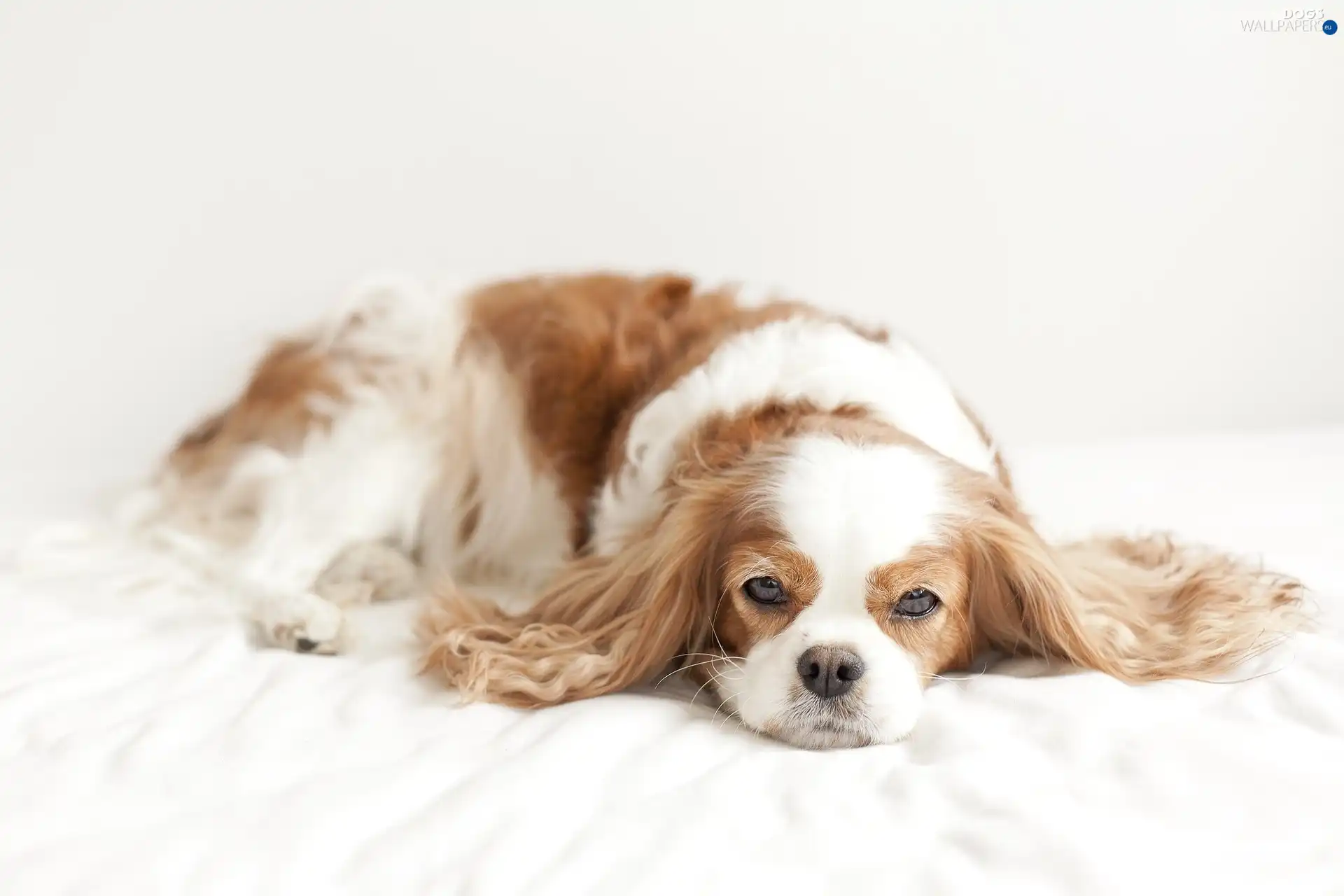 resting, beige, Spaniel, white