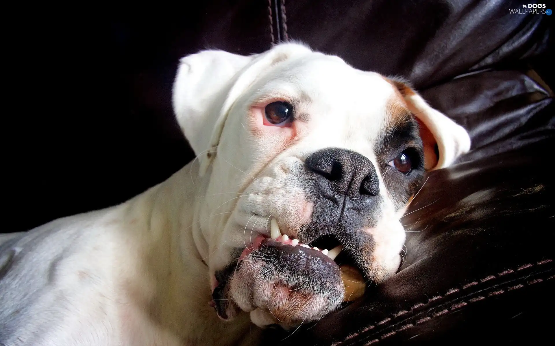 Teeth, resting, dog