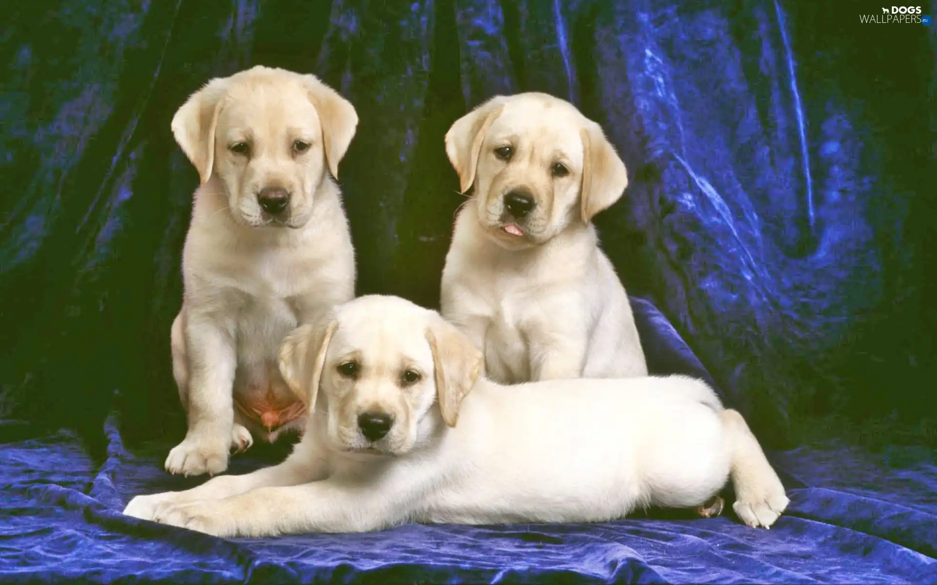 Golden Retreviery, Three