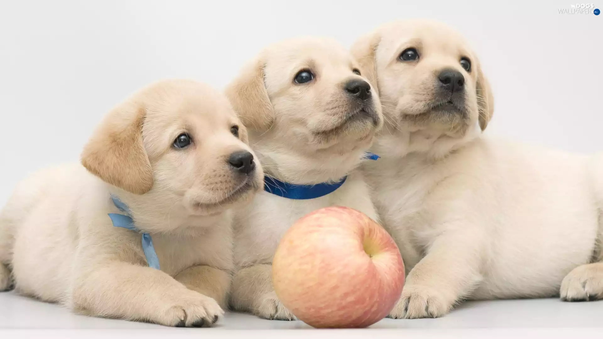 Apple, puppies, Labrador Retriever