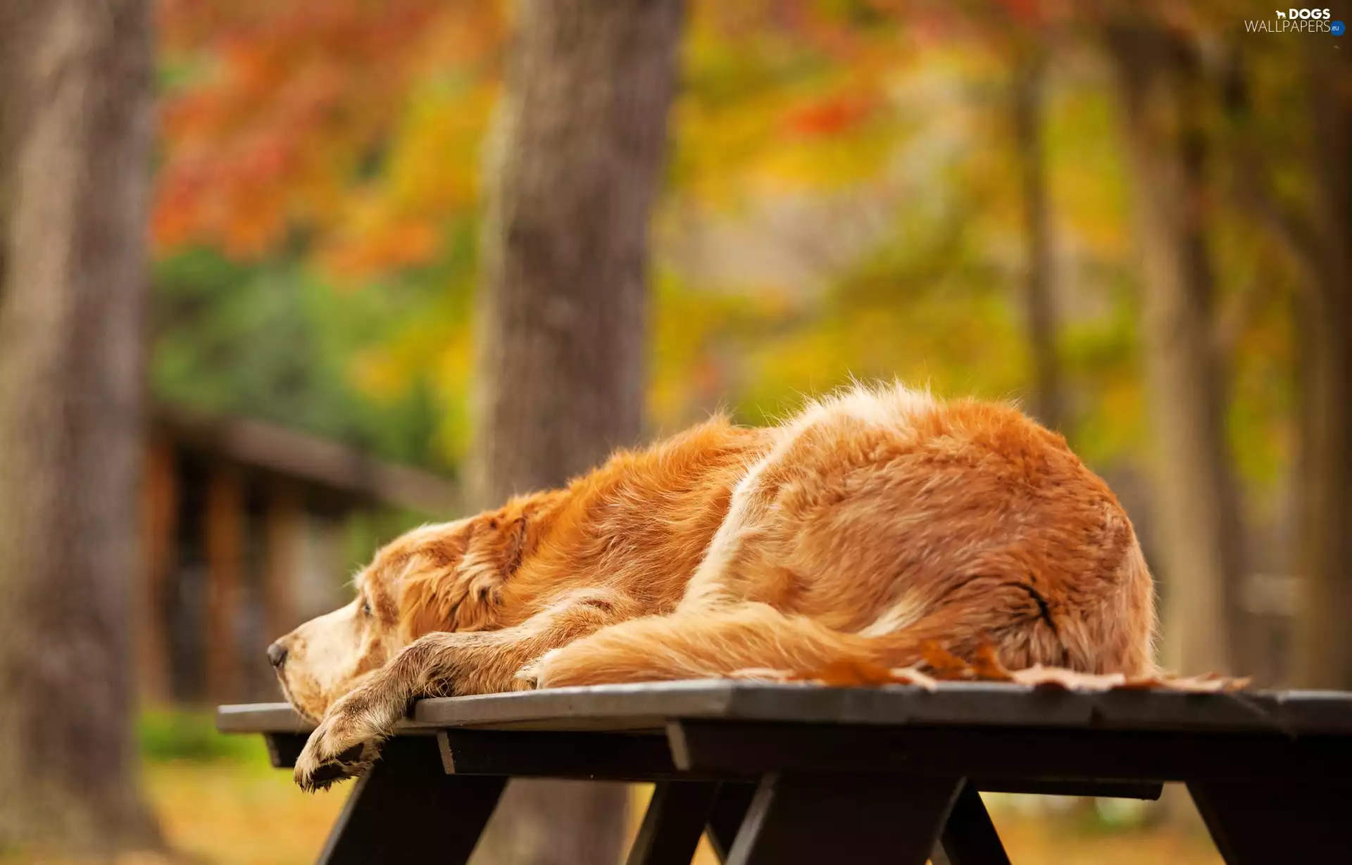 autumn, lying, Golden Retriever