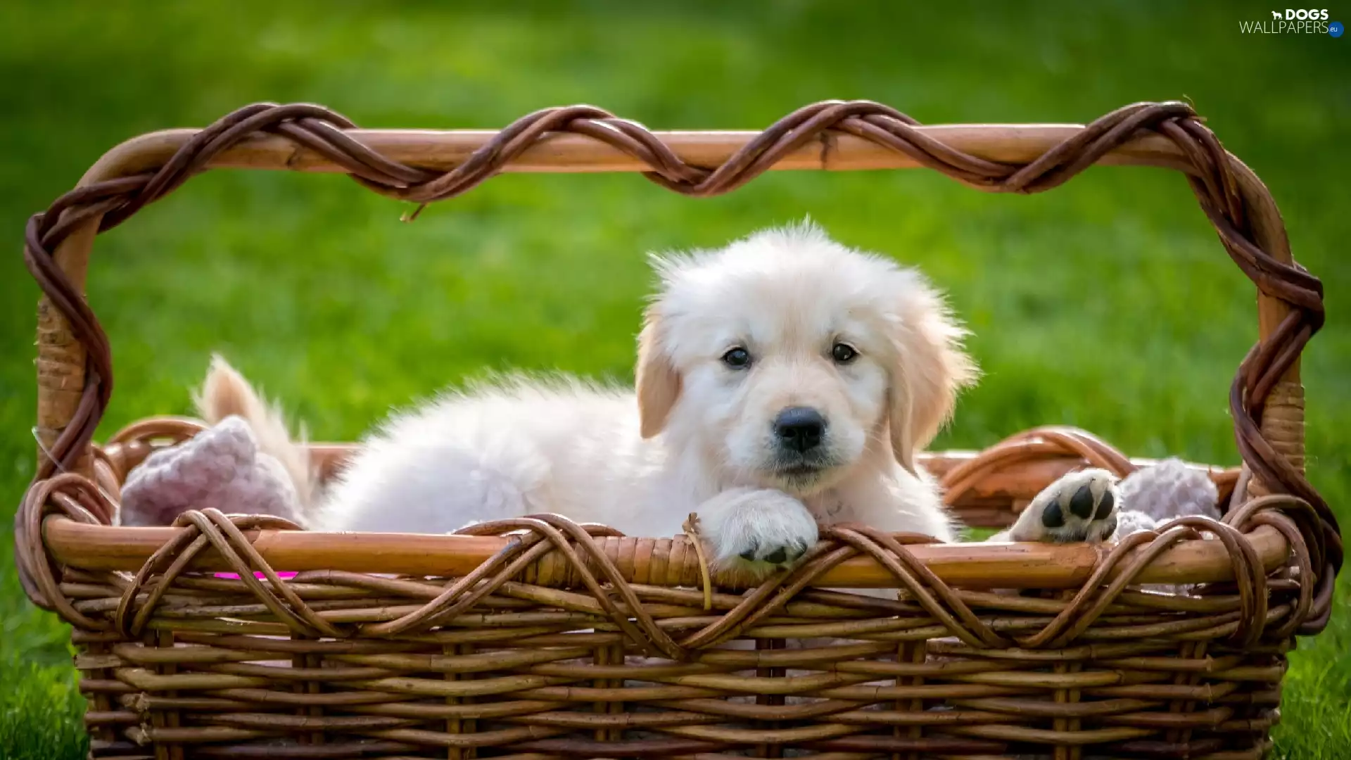 basket, Puppy, Golden Retriever