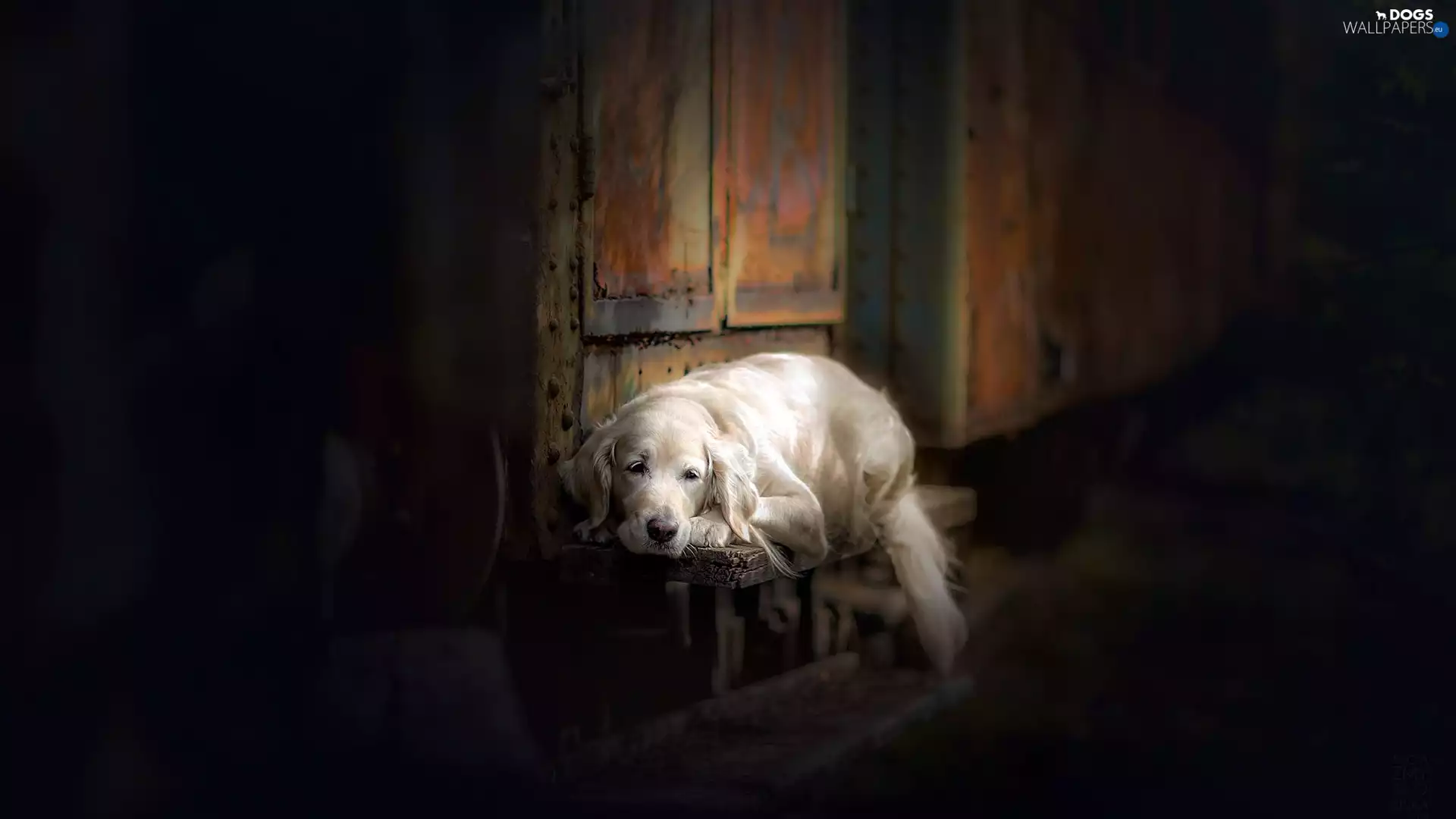 Bench, dog, Golden Retriever