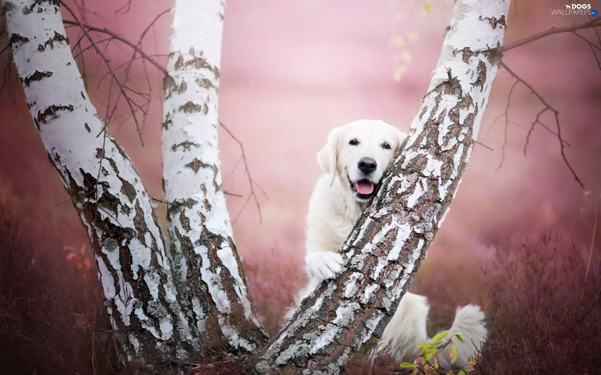 birch-tree, Golden Retriever
