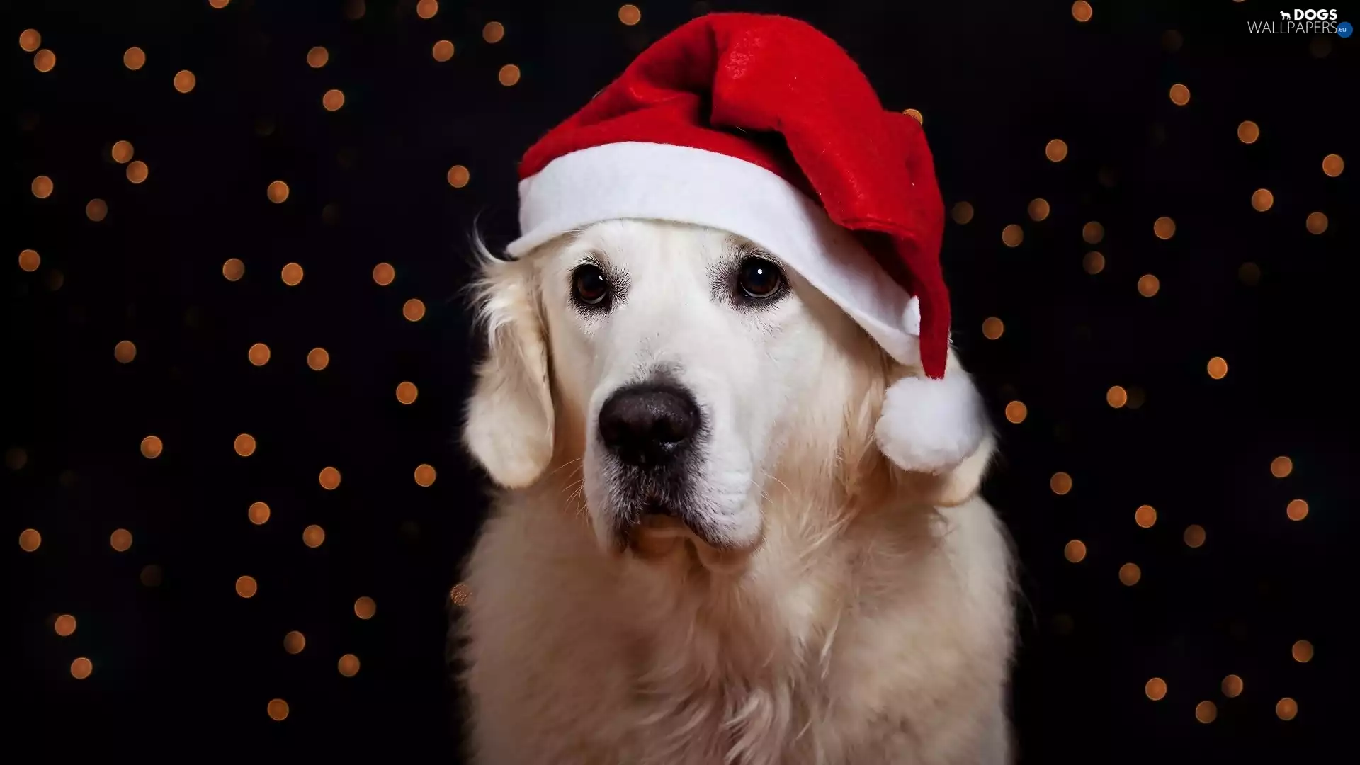 Bonnet, festive, Golden Retriever