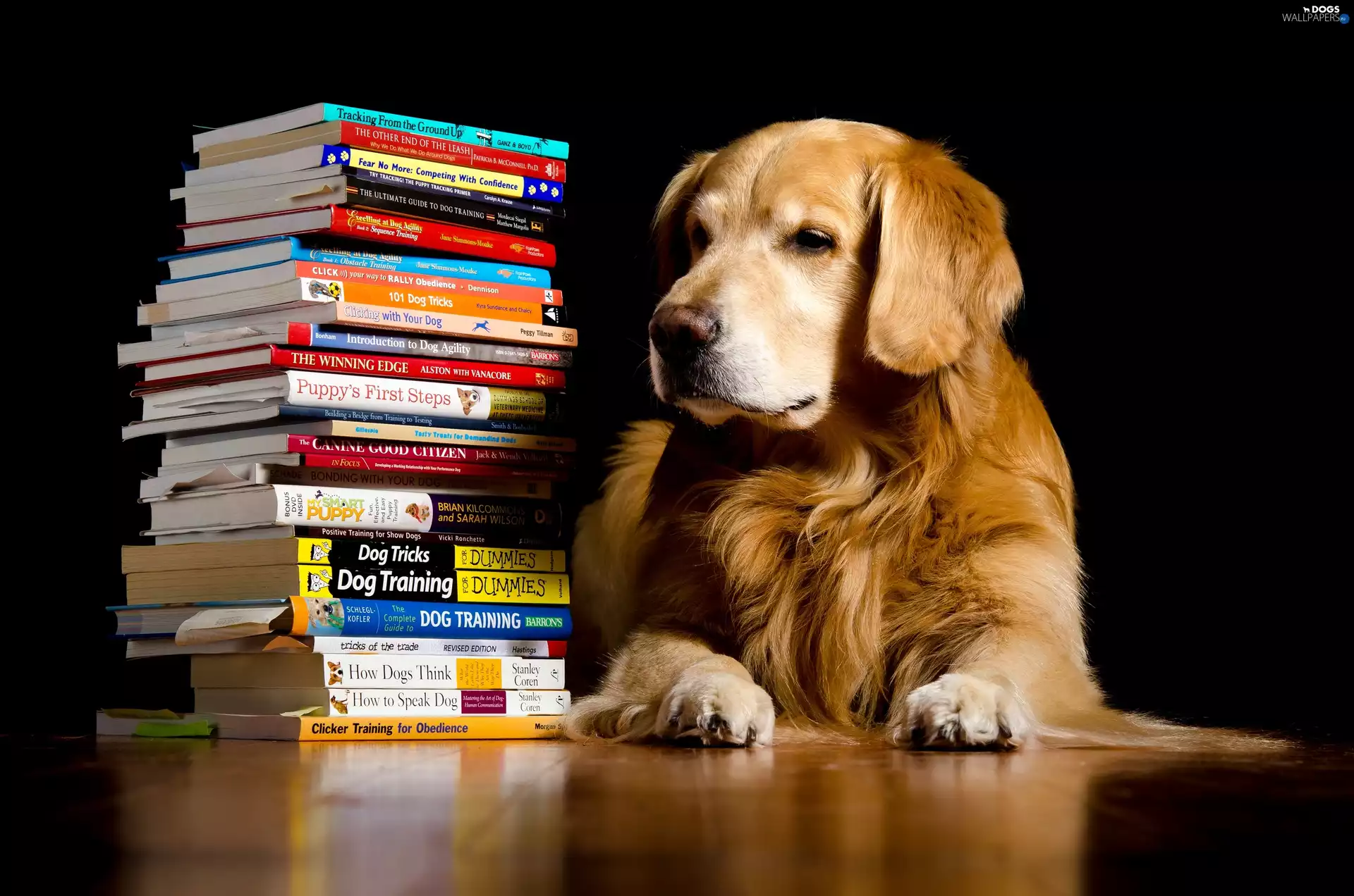 Books, dog, Golden Retriever