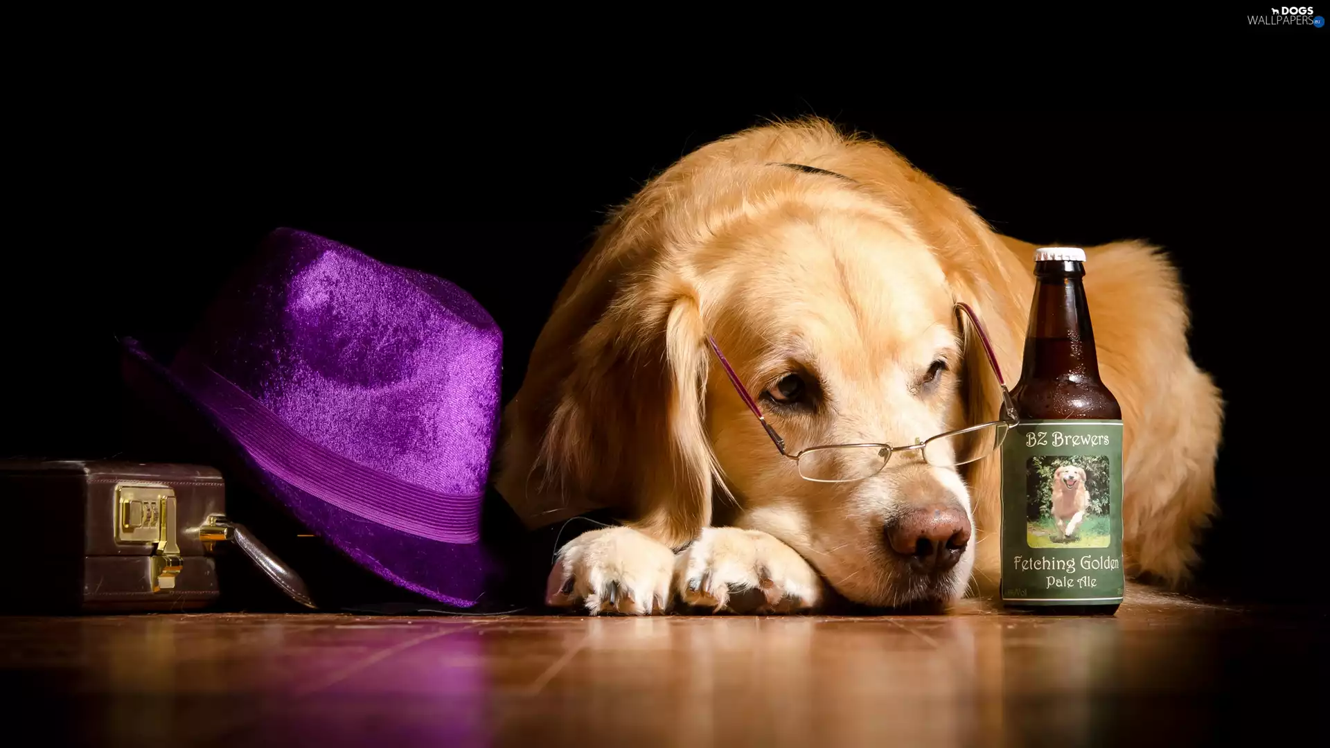 Golden Retriever, Bottle, Hat, Glasses