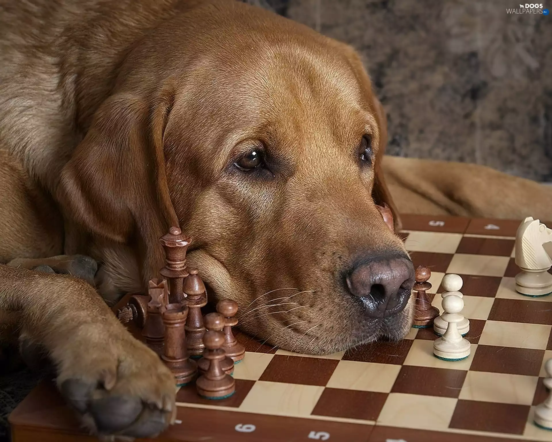 chess, dog, Labrador Retriever