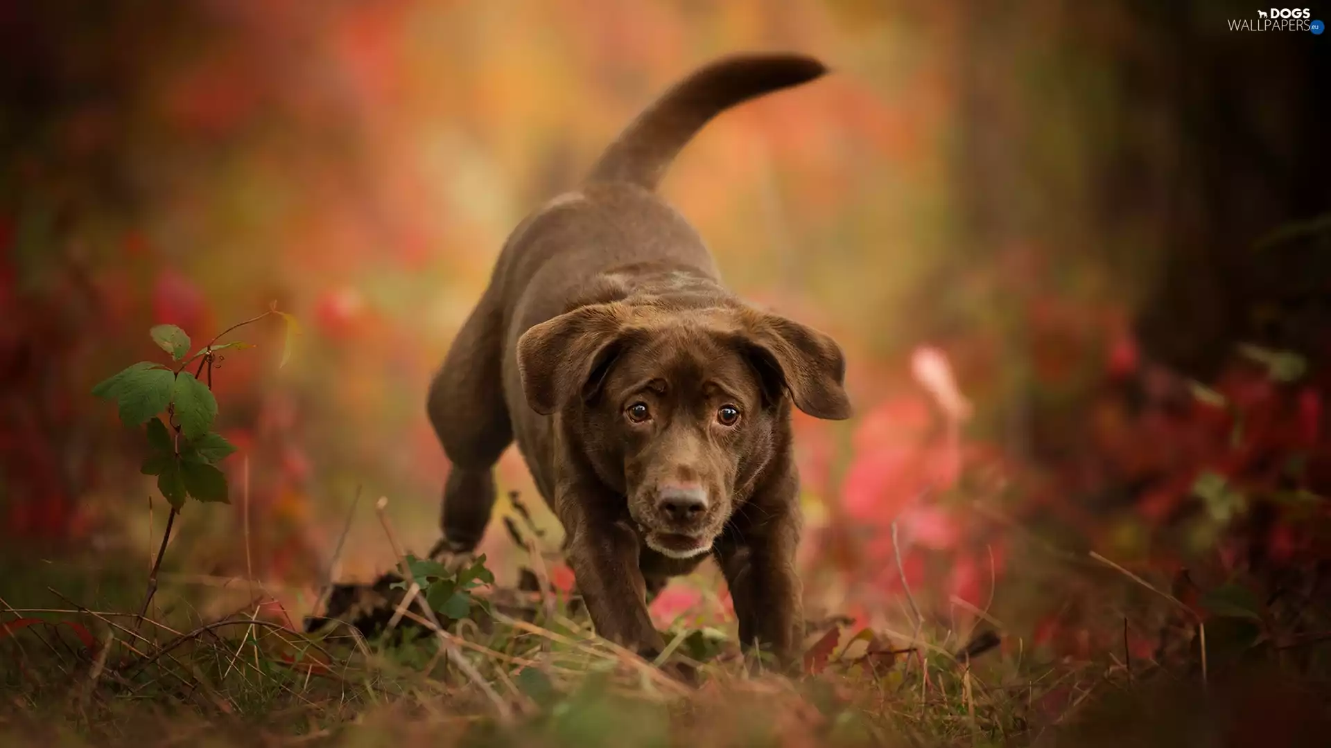 chocolate, dog, Labrador Retriever
