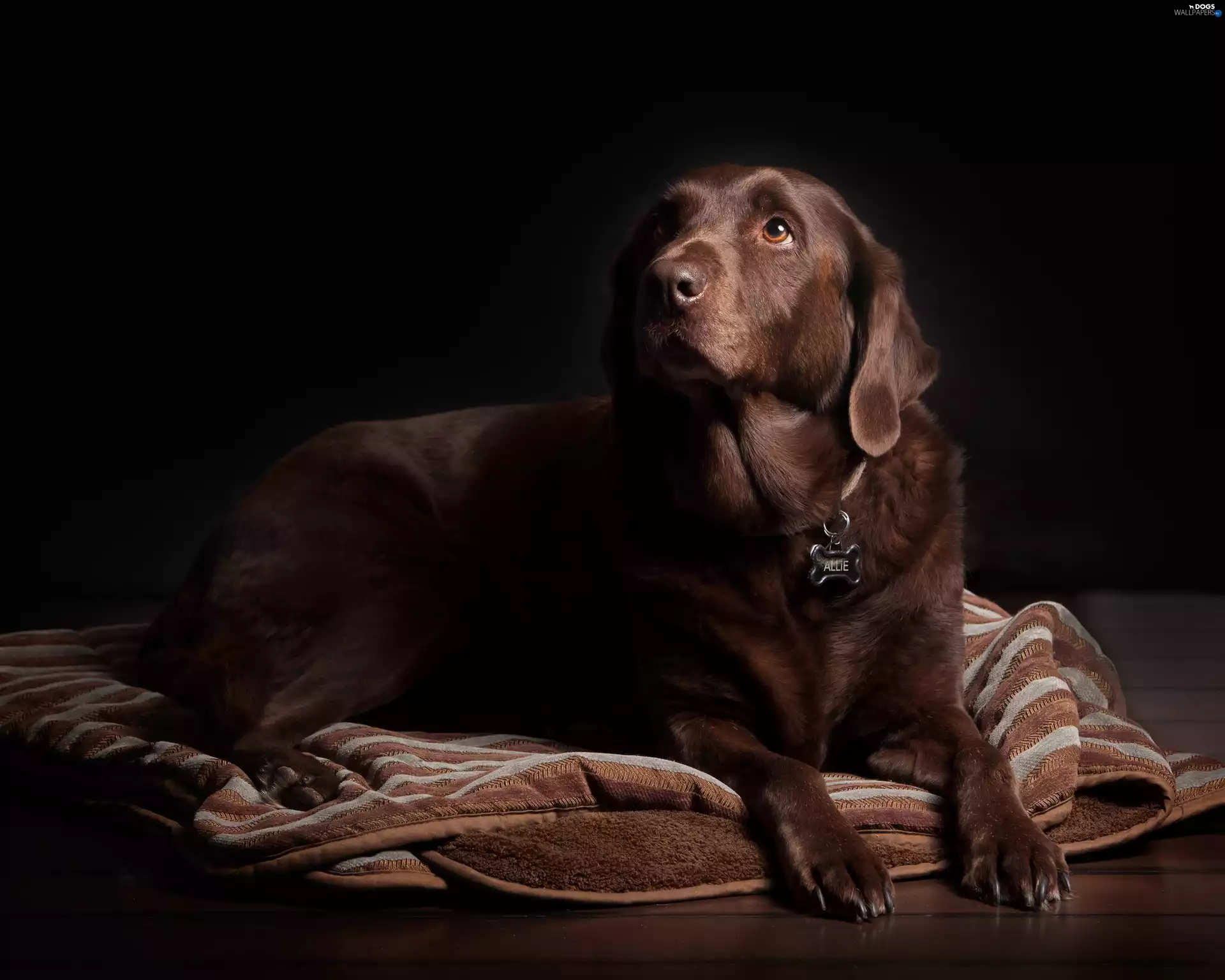 coverlet, Brown, Labrador Retriever