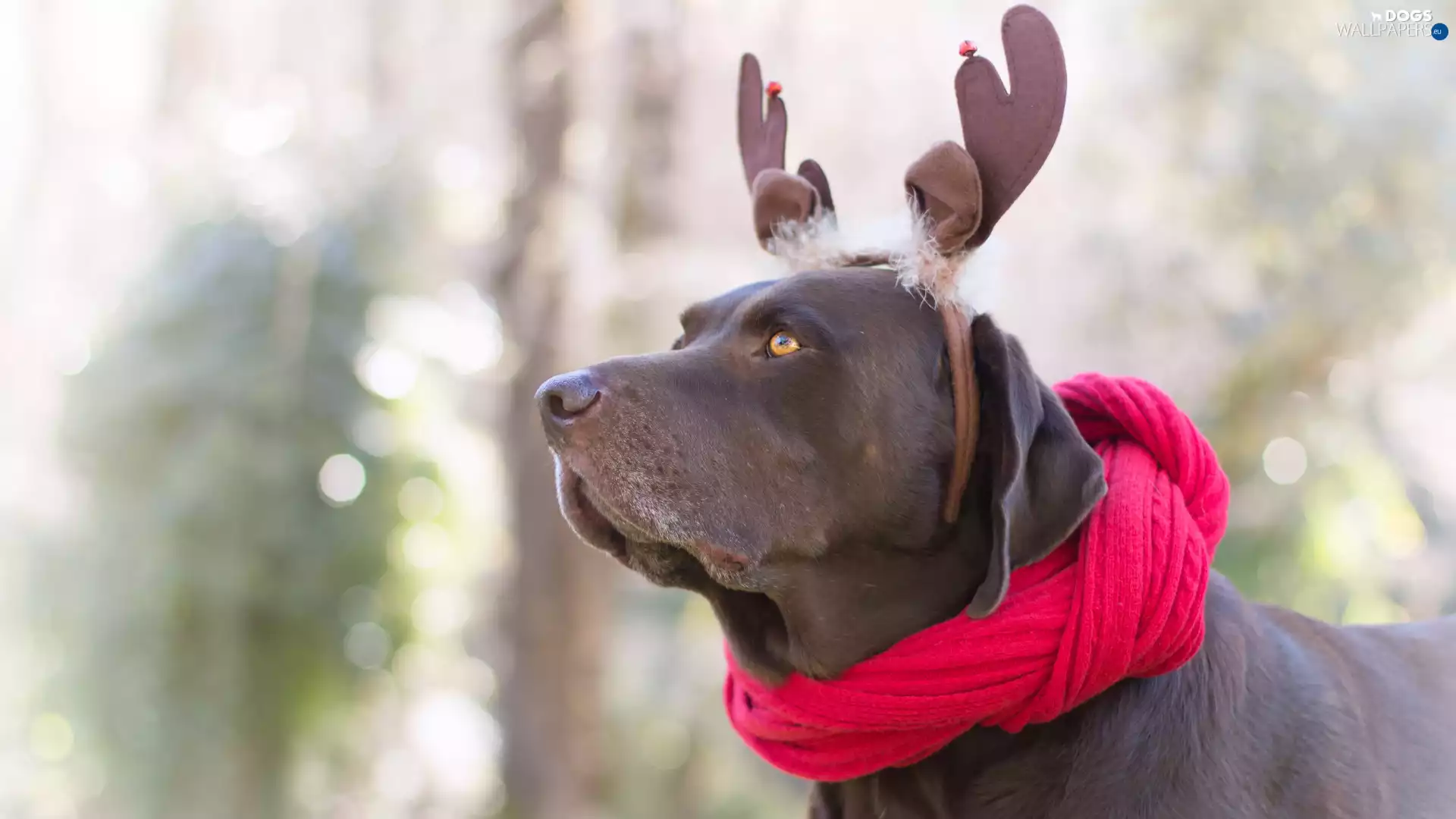 disguise, dog, Labrador Retriever