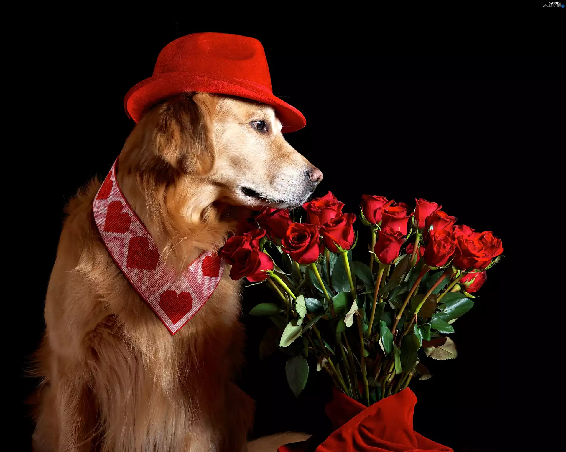 bouquet, roses, Golden Retriever, Hat, dog