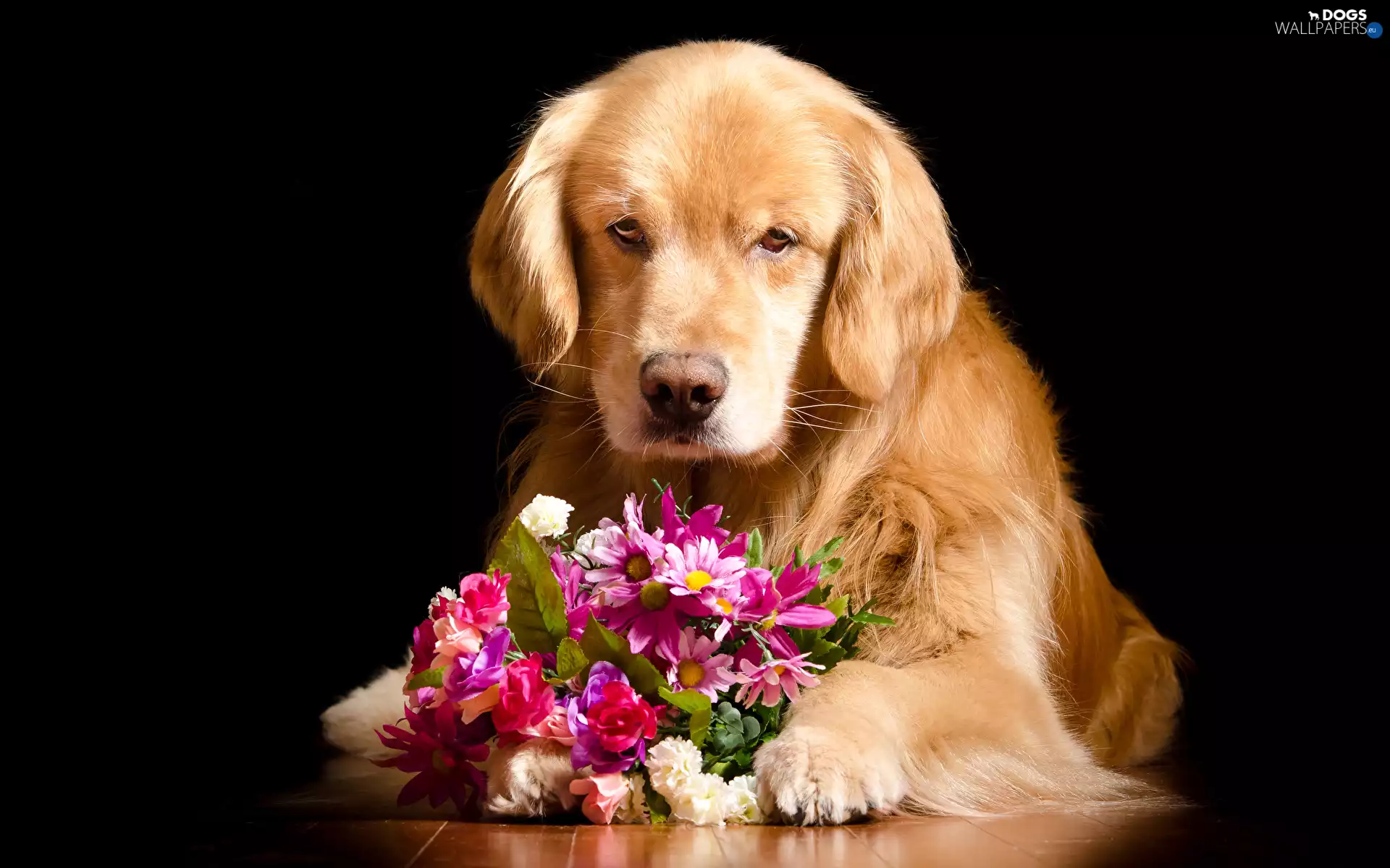 bouquet, Flowers, Golden Retriever, paws, dog