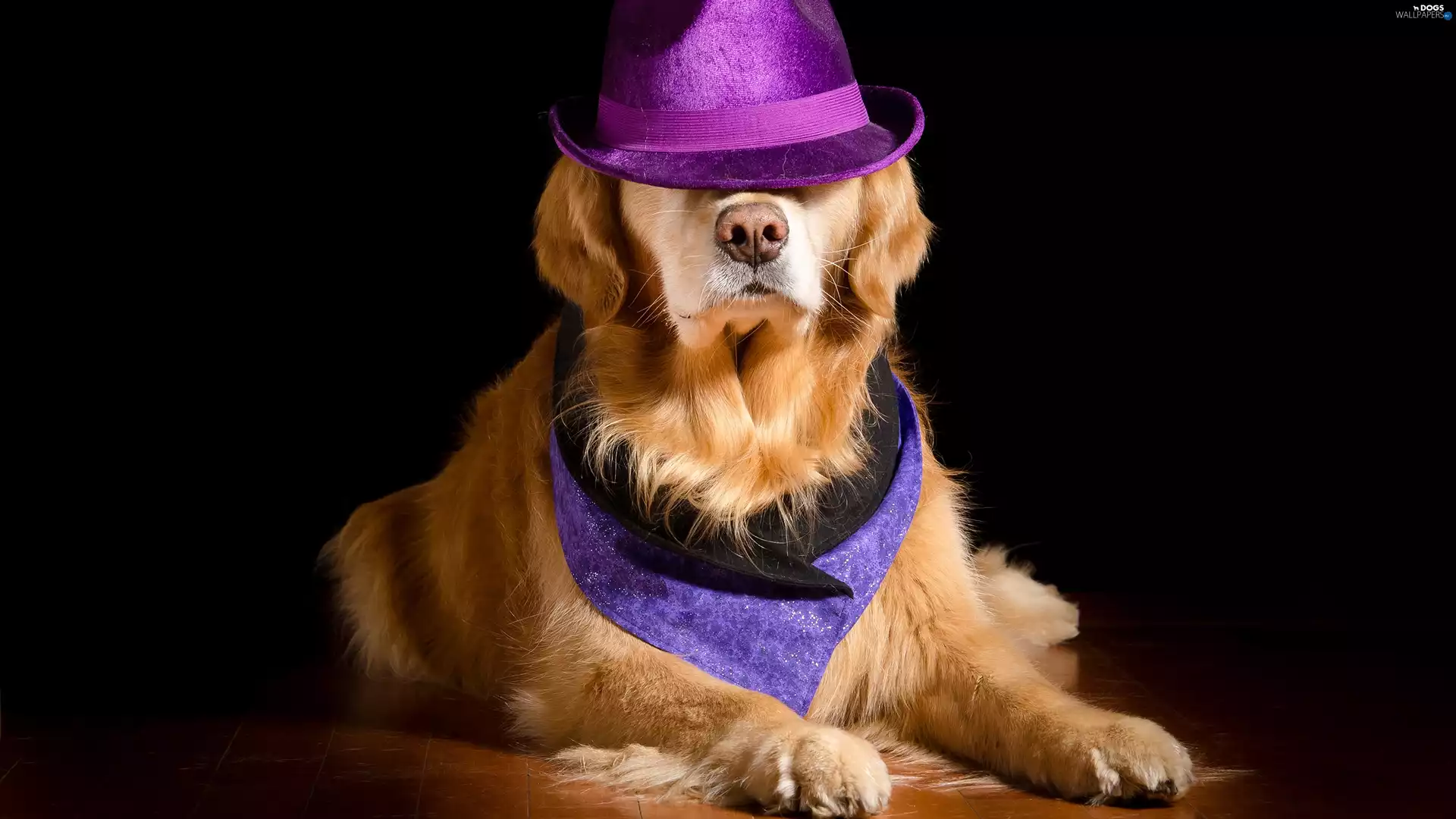 dark, background, Golden Retriever, Hat, dog