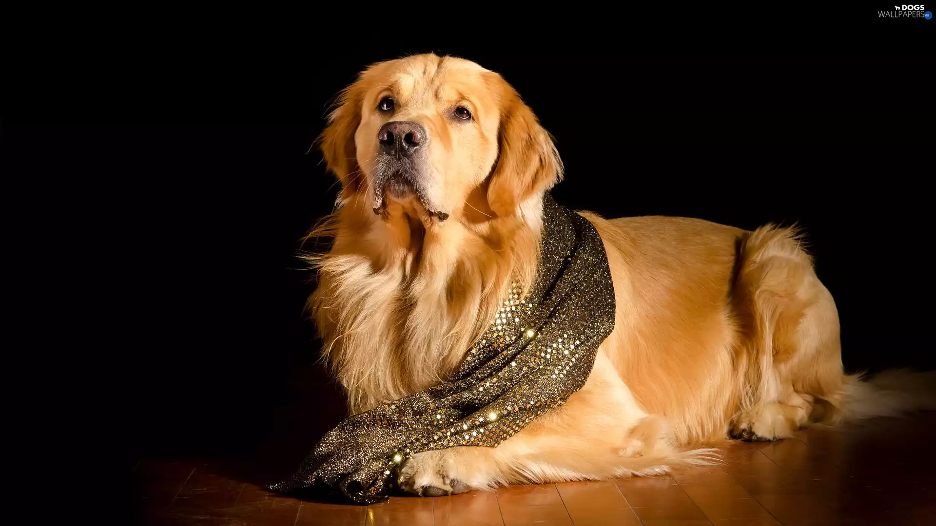 dark, background, Golden Retriever, shawl, dog