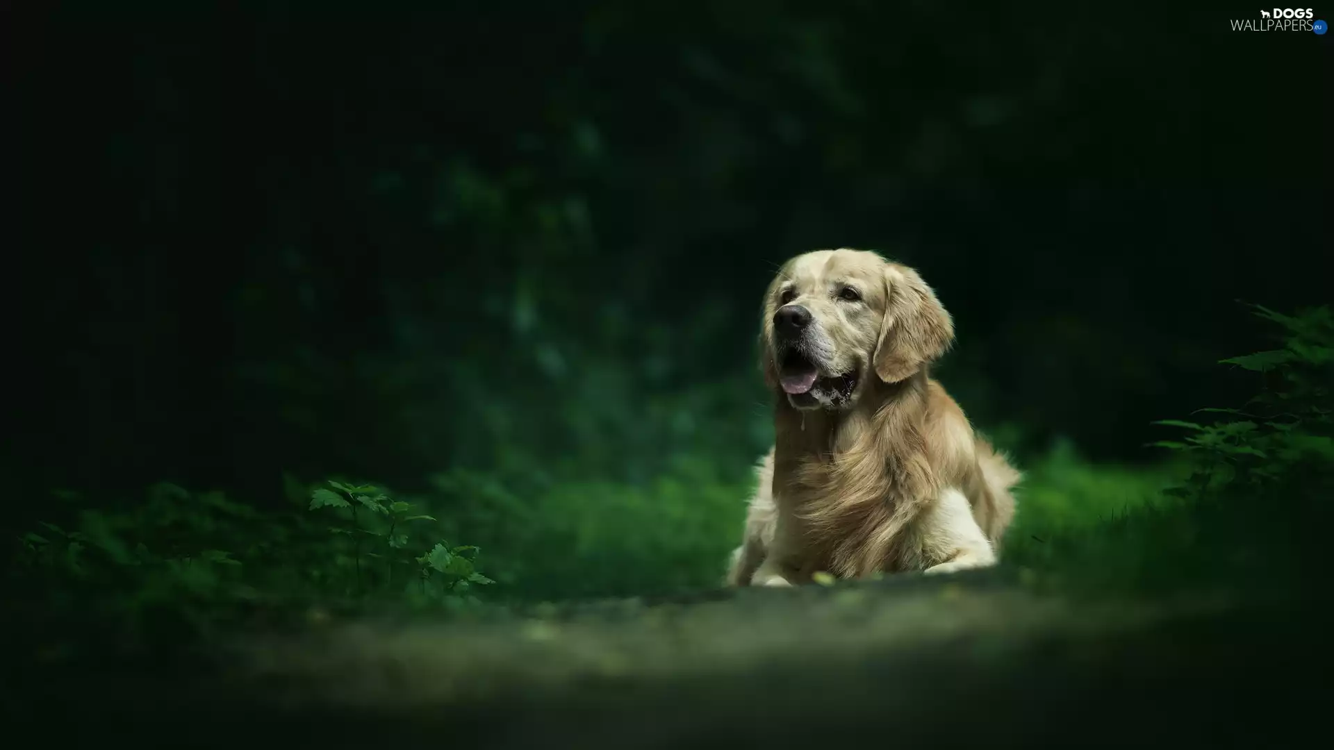 fuzzy, background, Golden Retriever, Plants, dog
