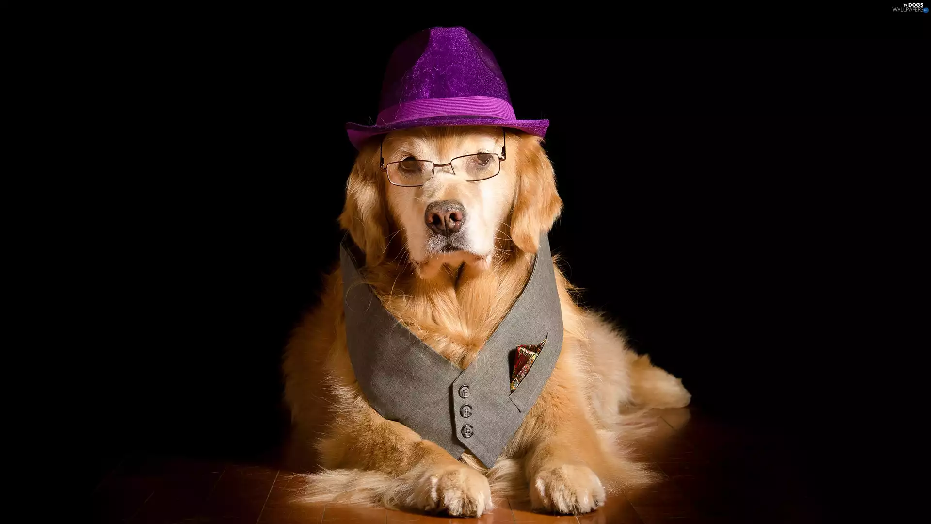 Glasses, waistcoat, Golden Retriever, Hat, dog