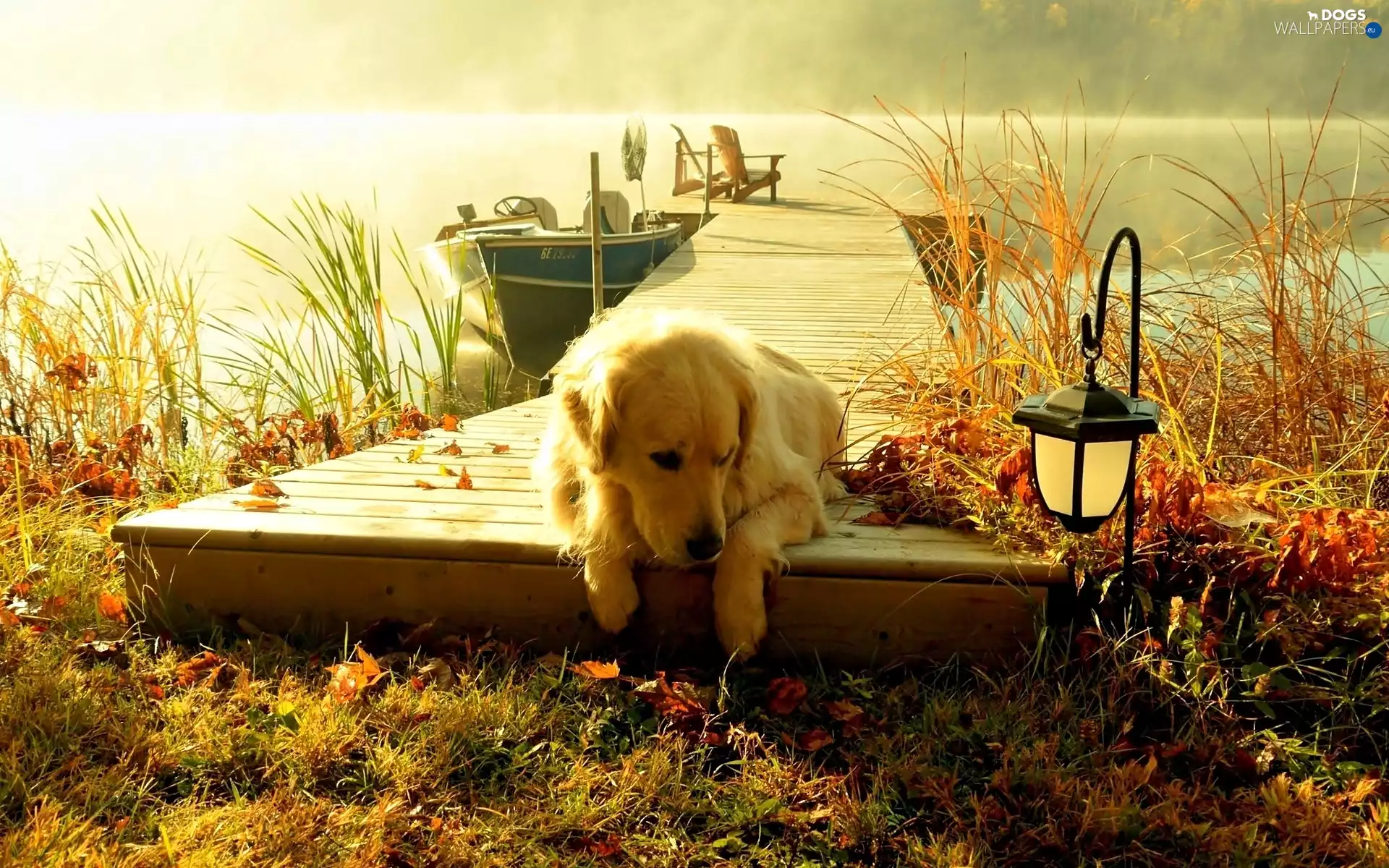 lake, Fog, Golden Retriever, Platform, dog