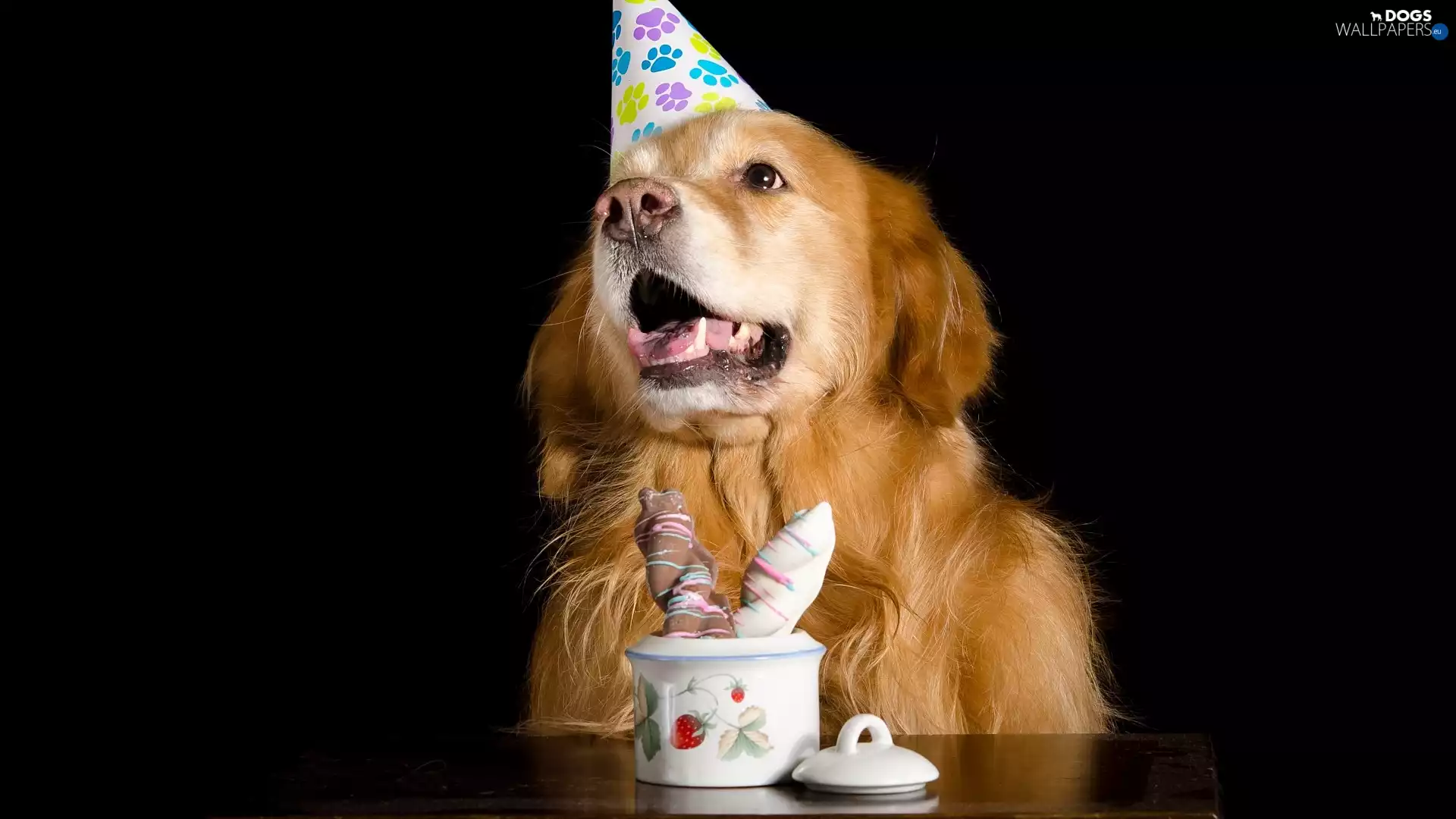 sweets, Table, Golden Retriever, Bonnet, dog