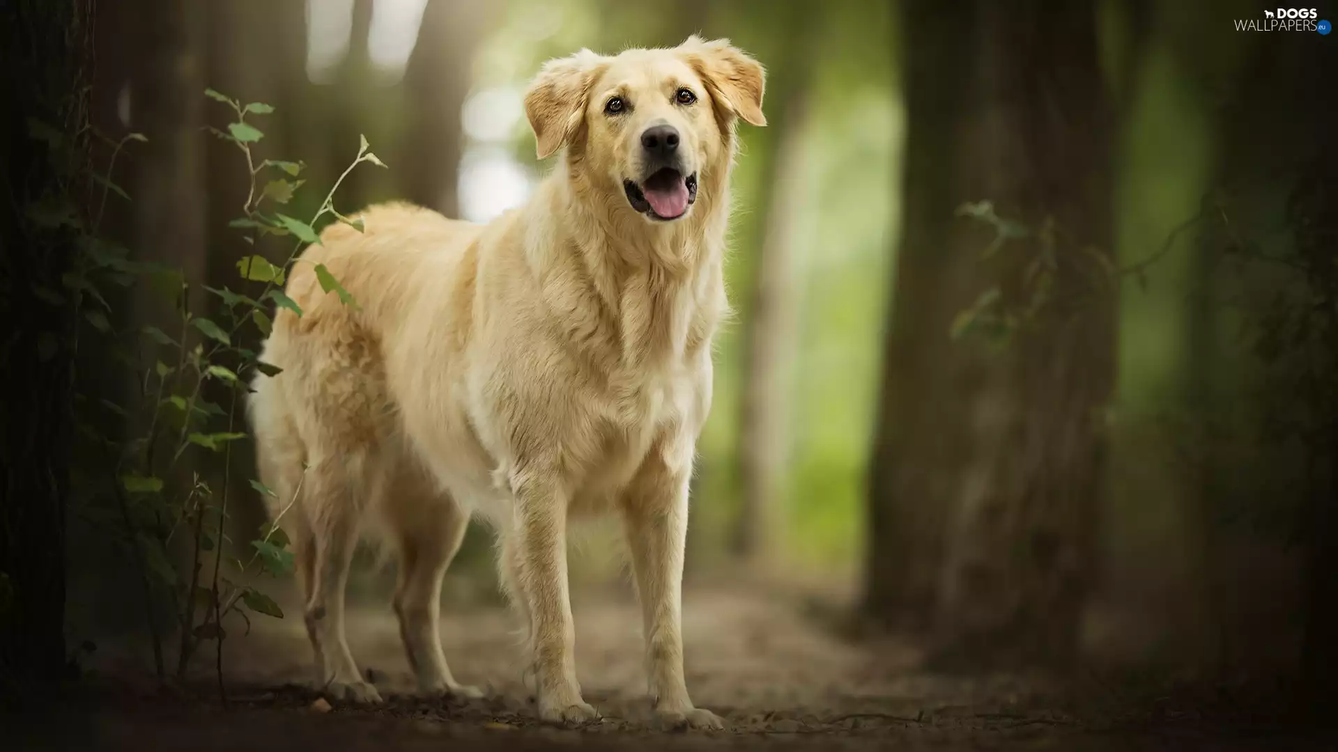 viewes, forest, Golden Retriever, trees, dog
