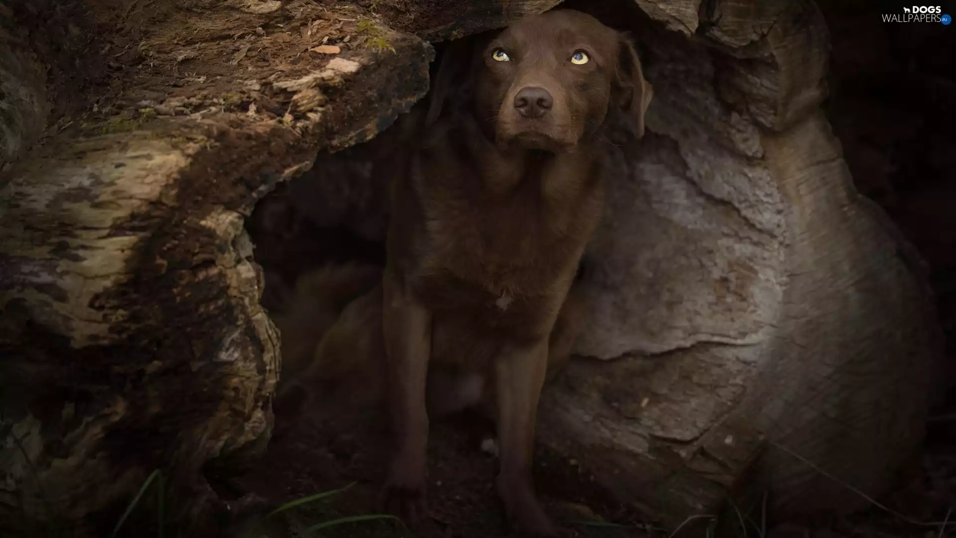 The hollow, dog, trees, viewes, log, Labrador Retriever