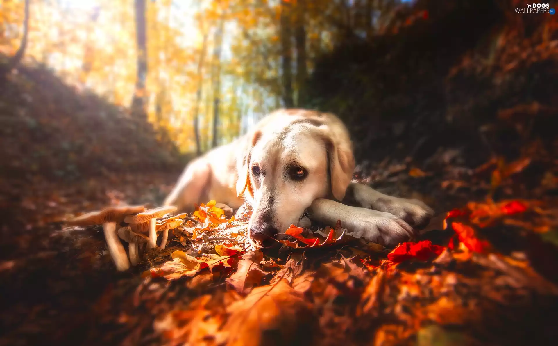 autumn, forest, Labrador Retriever, Leaf, dog