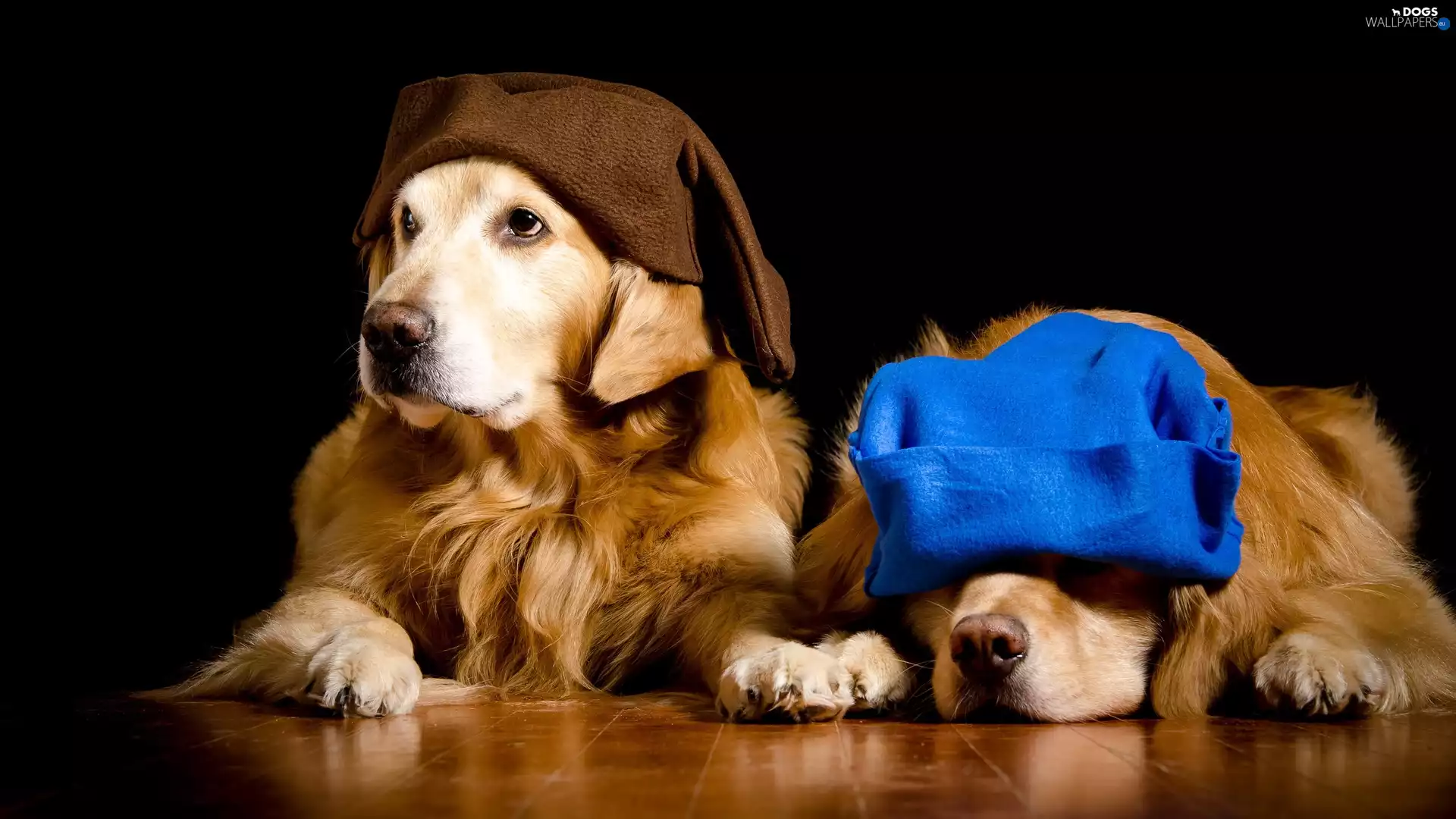background, Black, Golden Retriever, caps, Dogs