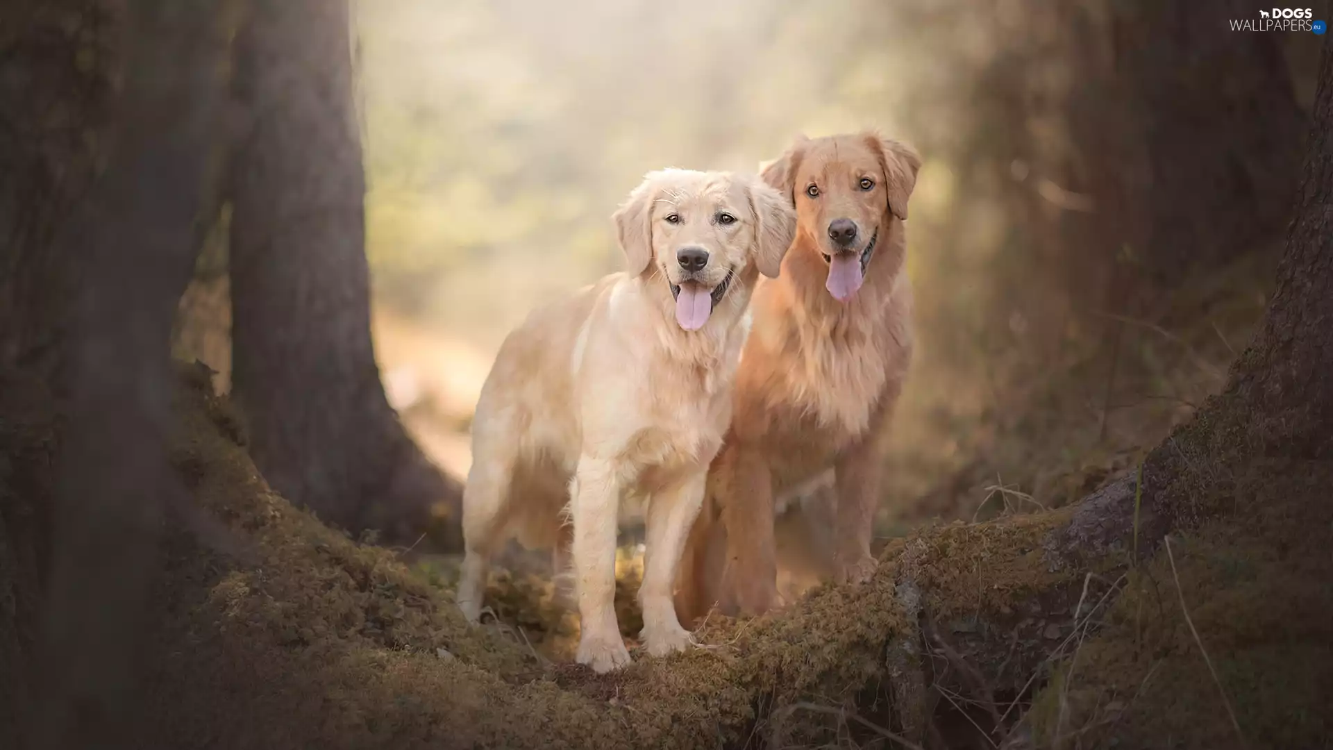 trees, viewes, Golden Retriever, litter, Dogs