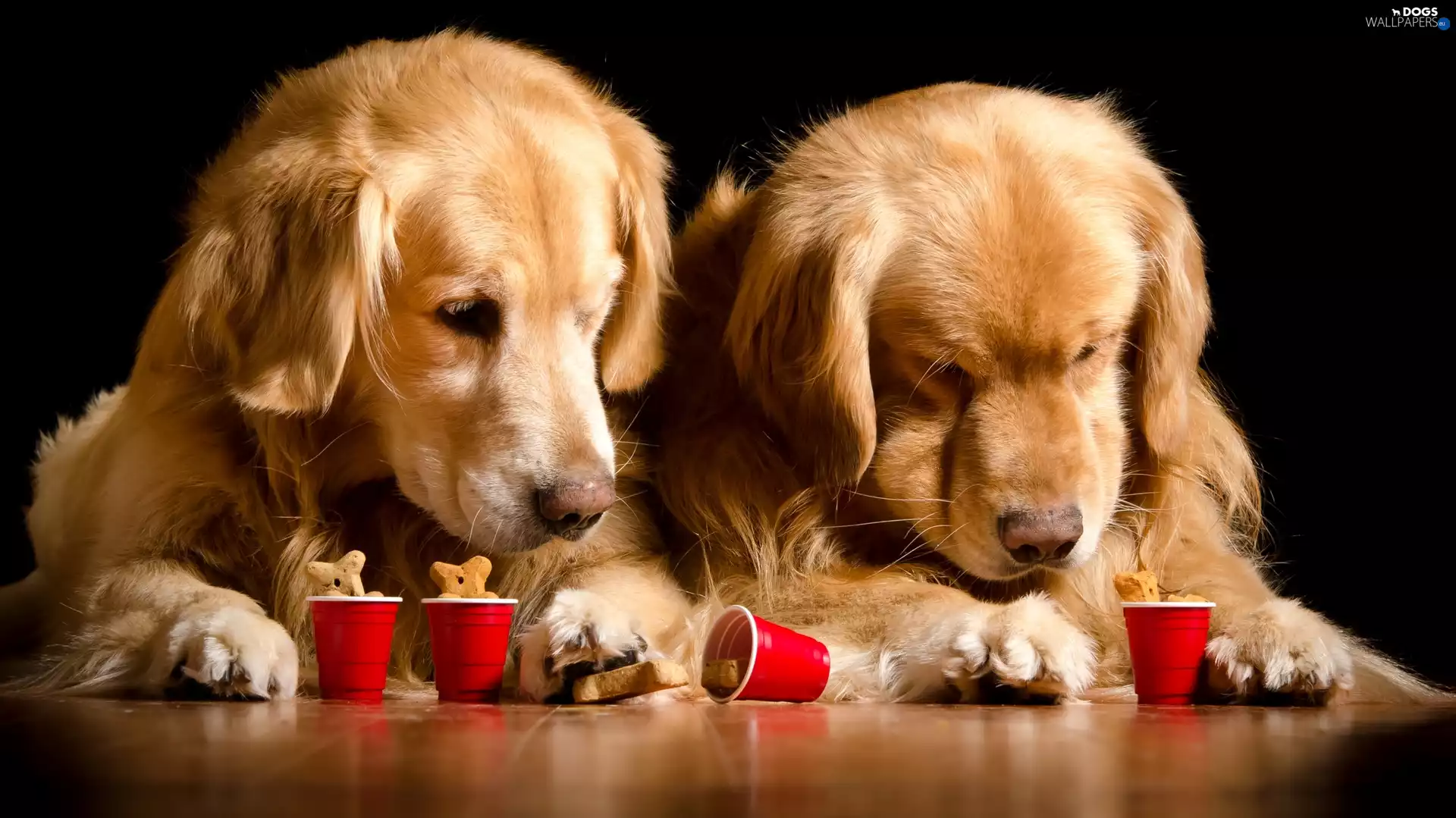 Two cars, Golden Retriever, Cans, Dogs