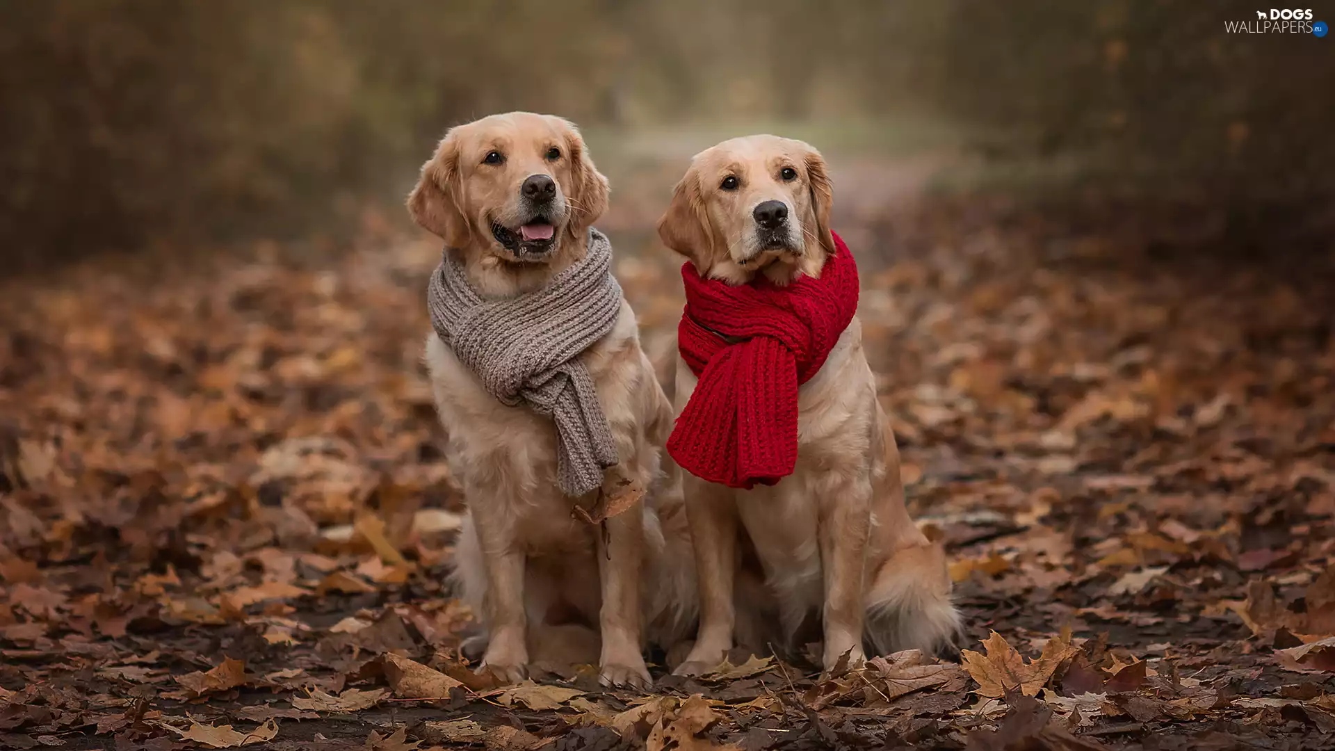 Two cars, Golden Retriever, Scarves, Dogs