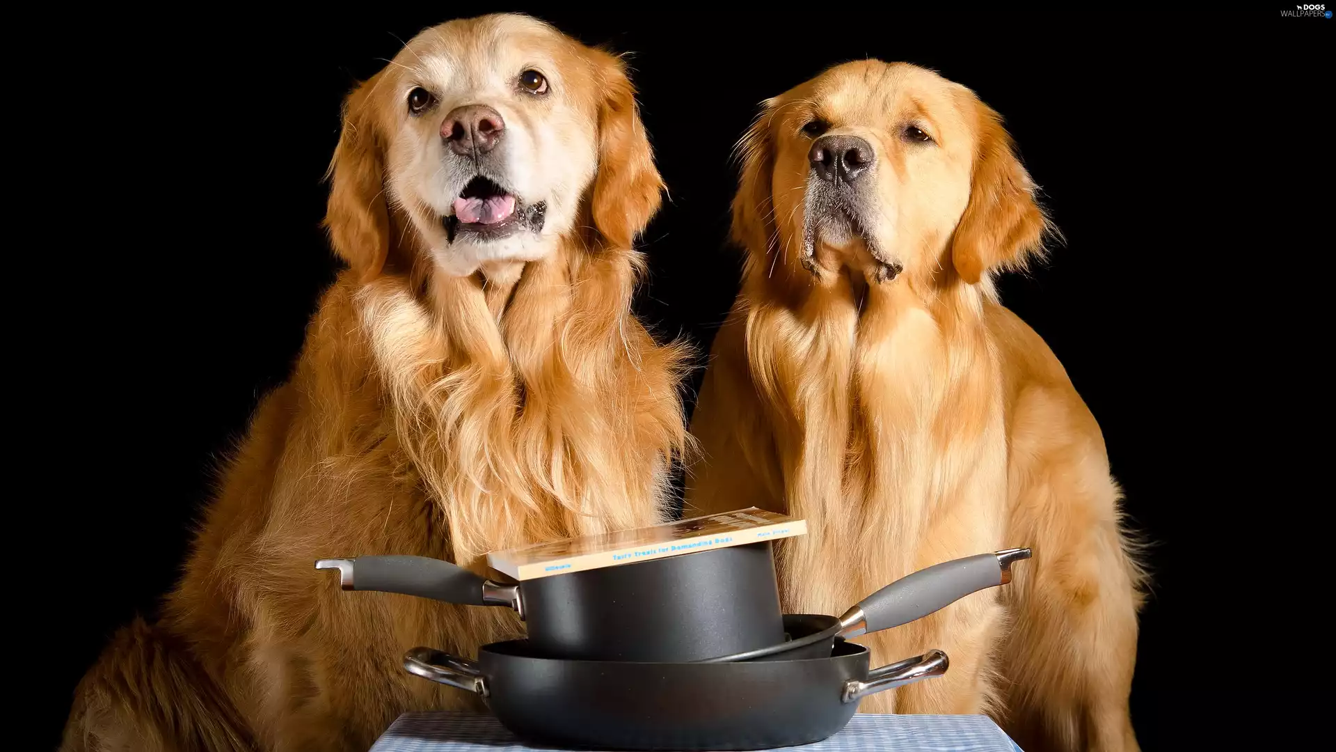Frying Pans, Dogs, dark, background, Book, Golden Retriever