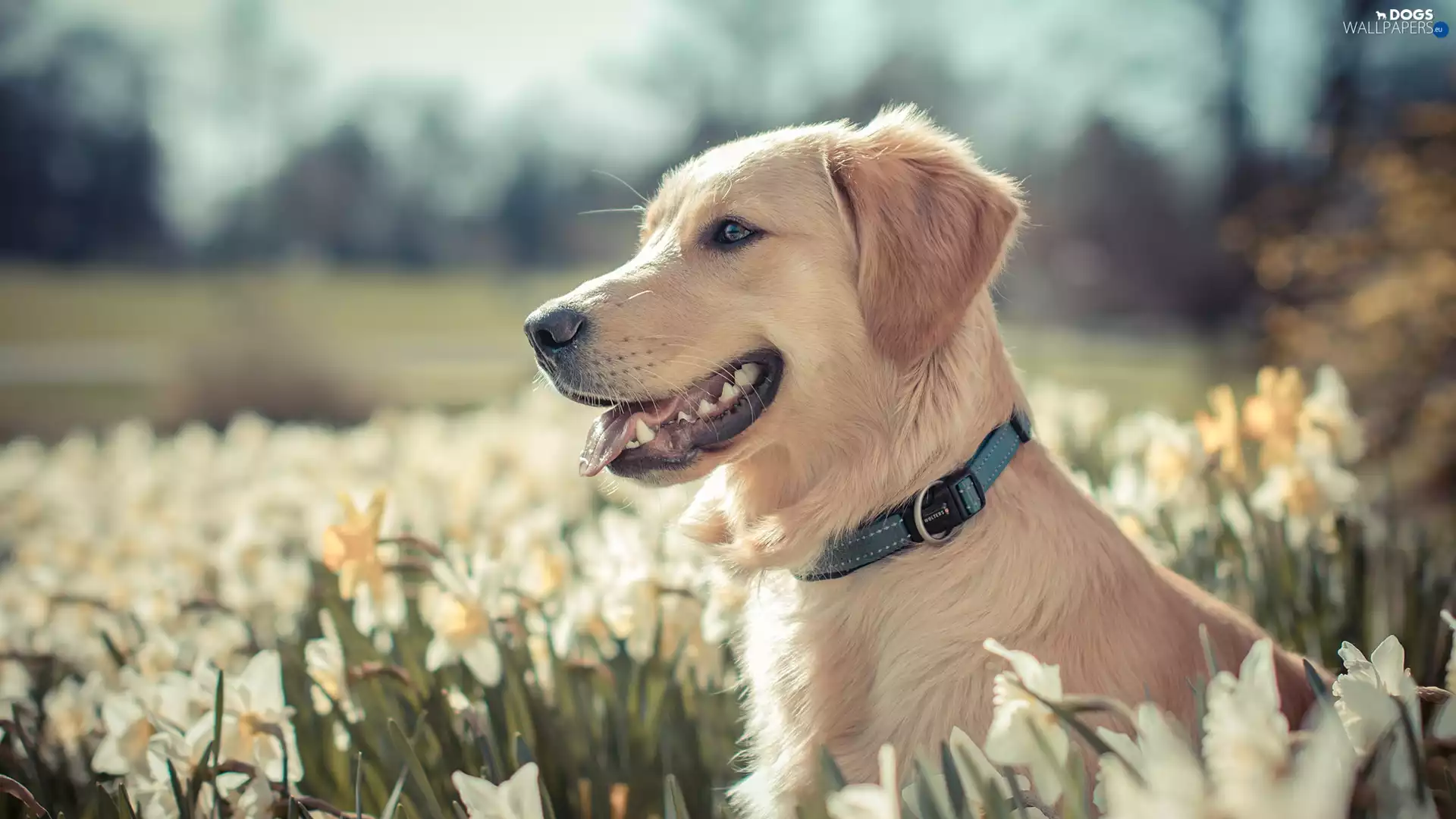 Flowers, dog, Golden Retriever