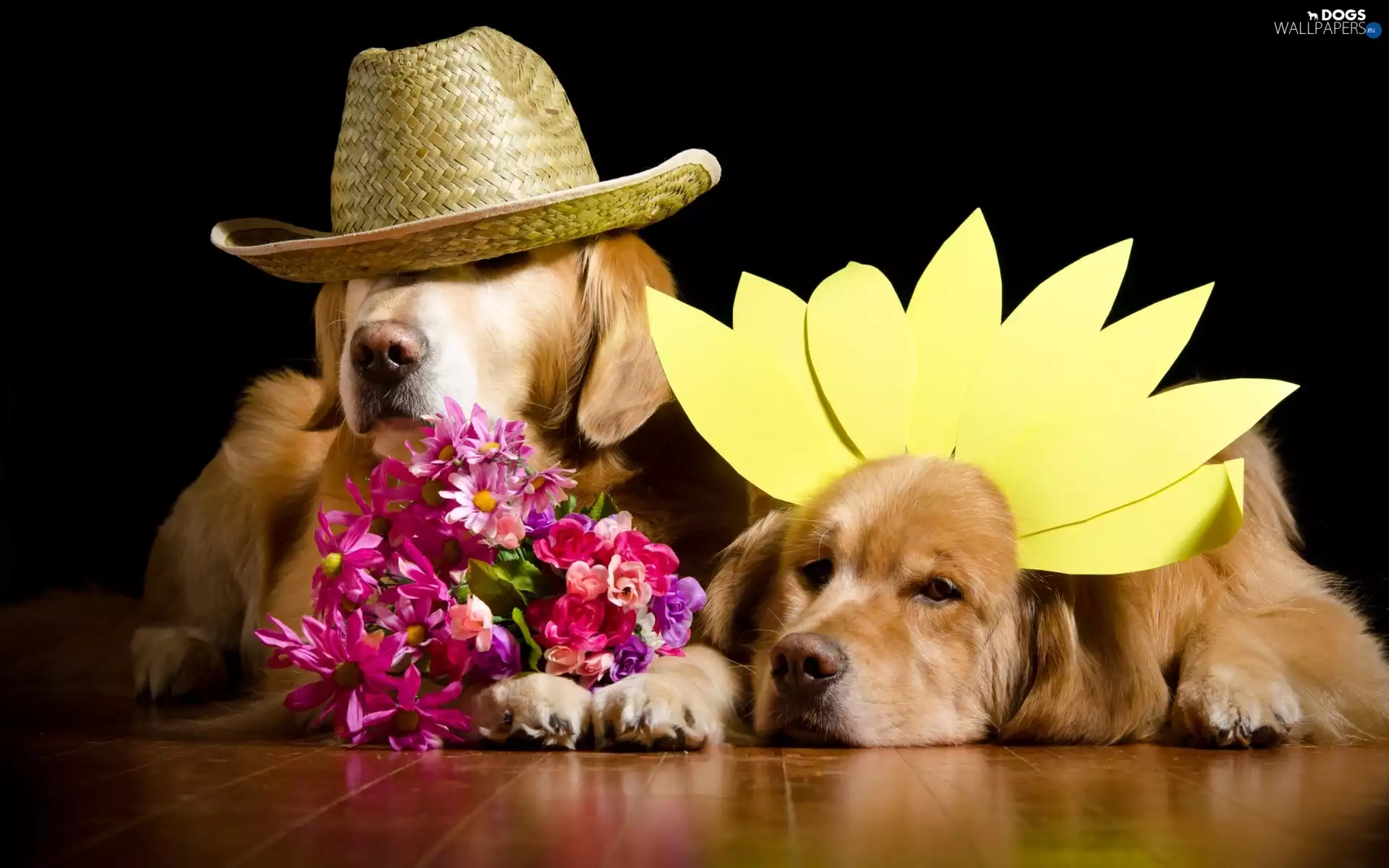 Flowers, Dogs, Golden Retriever
