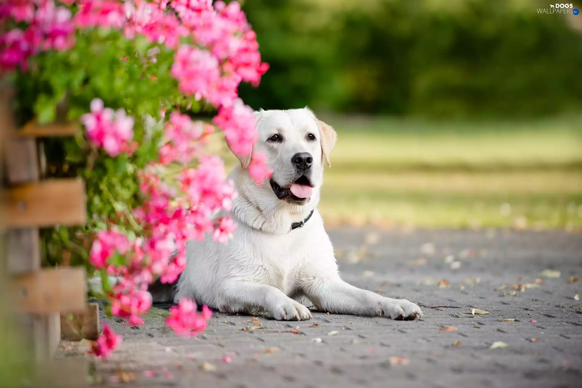 Flowers, dog, Labrador Retriever