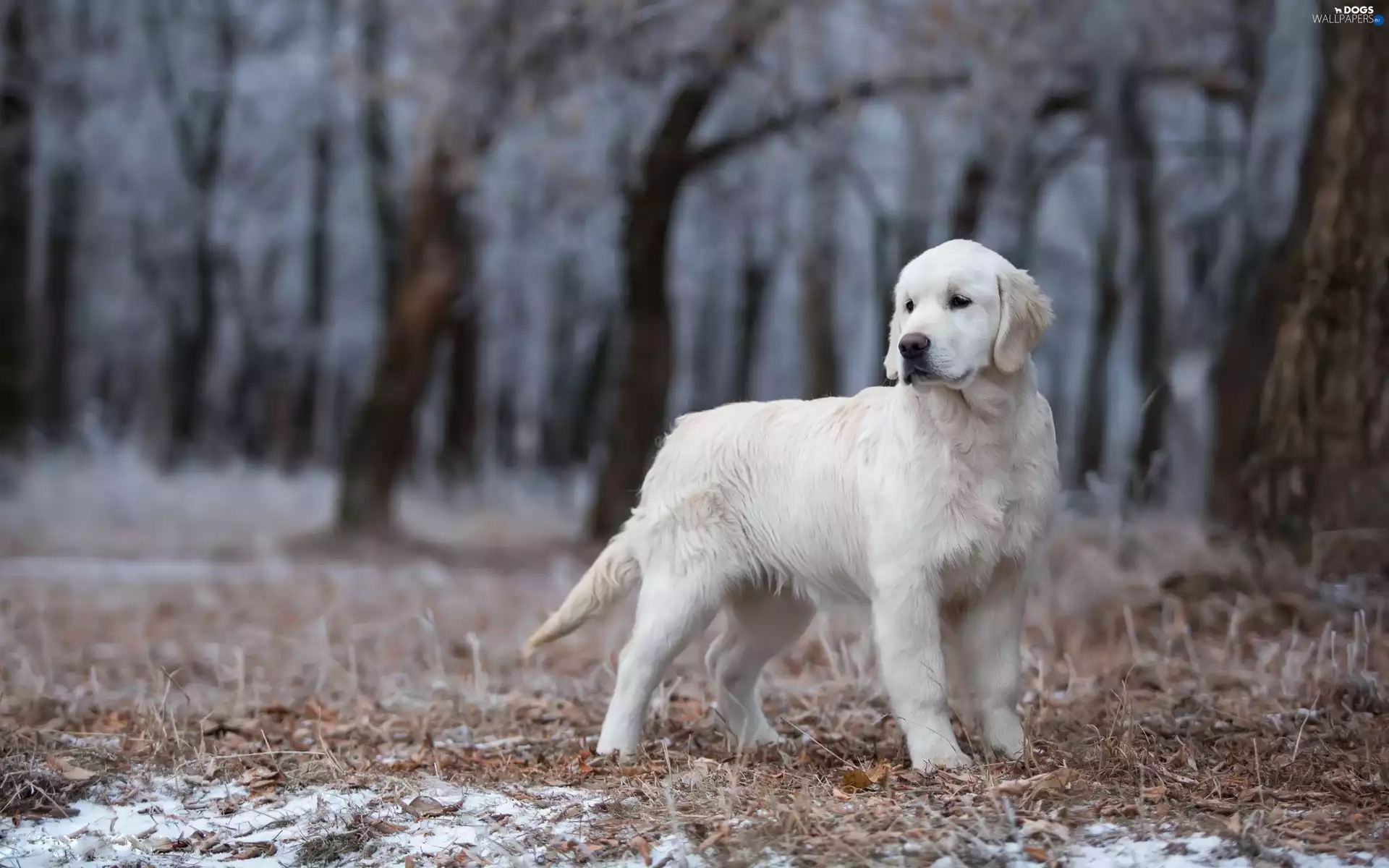 forest, young, Golden Retriever