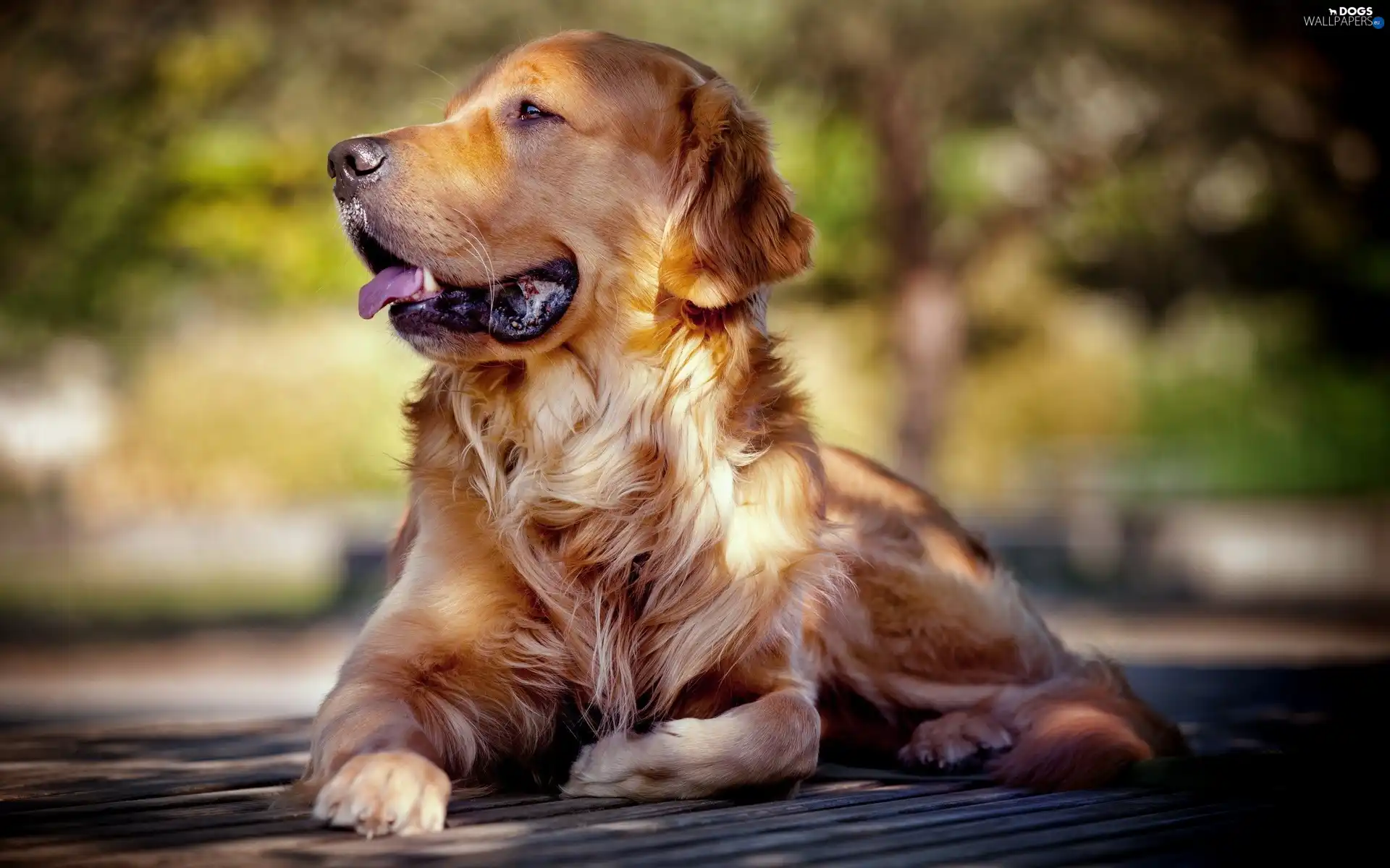golden, retriever, breathless