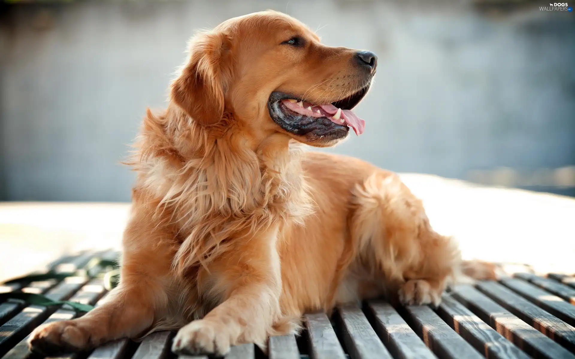 golden, retriever, breathless