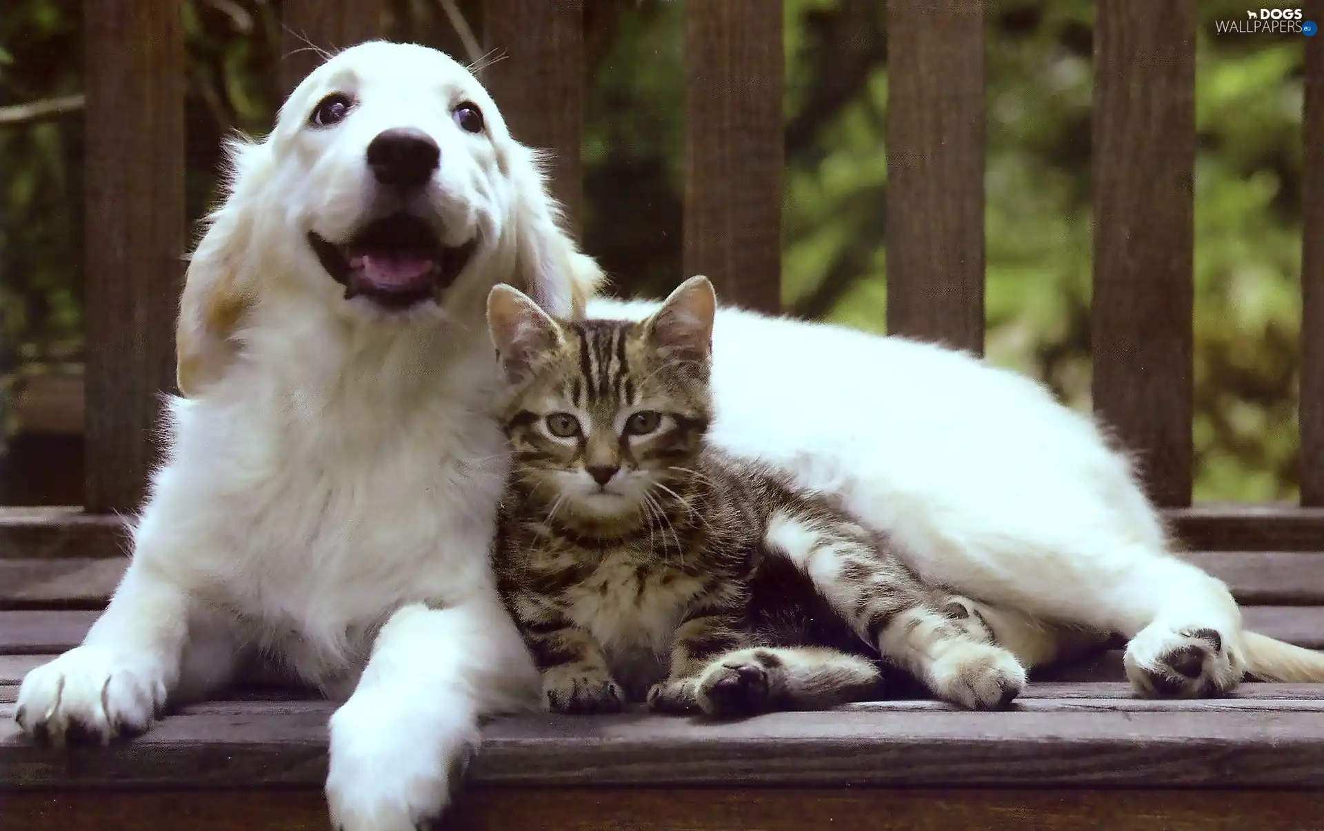 Golden Retriever, cat