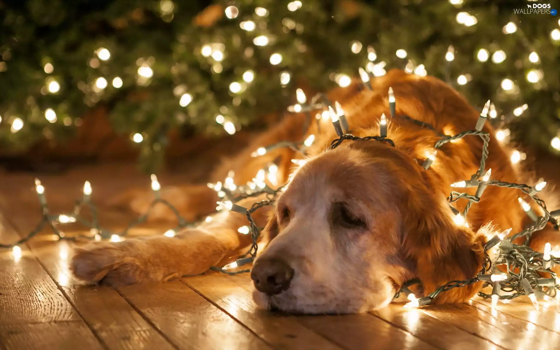 golden, Lights, Christmas, retriever