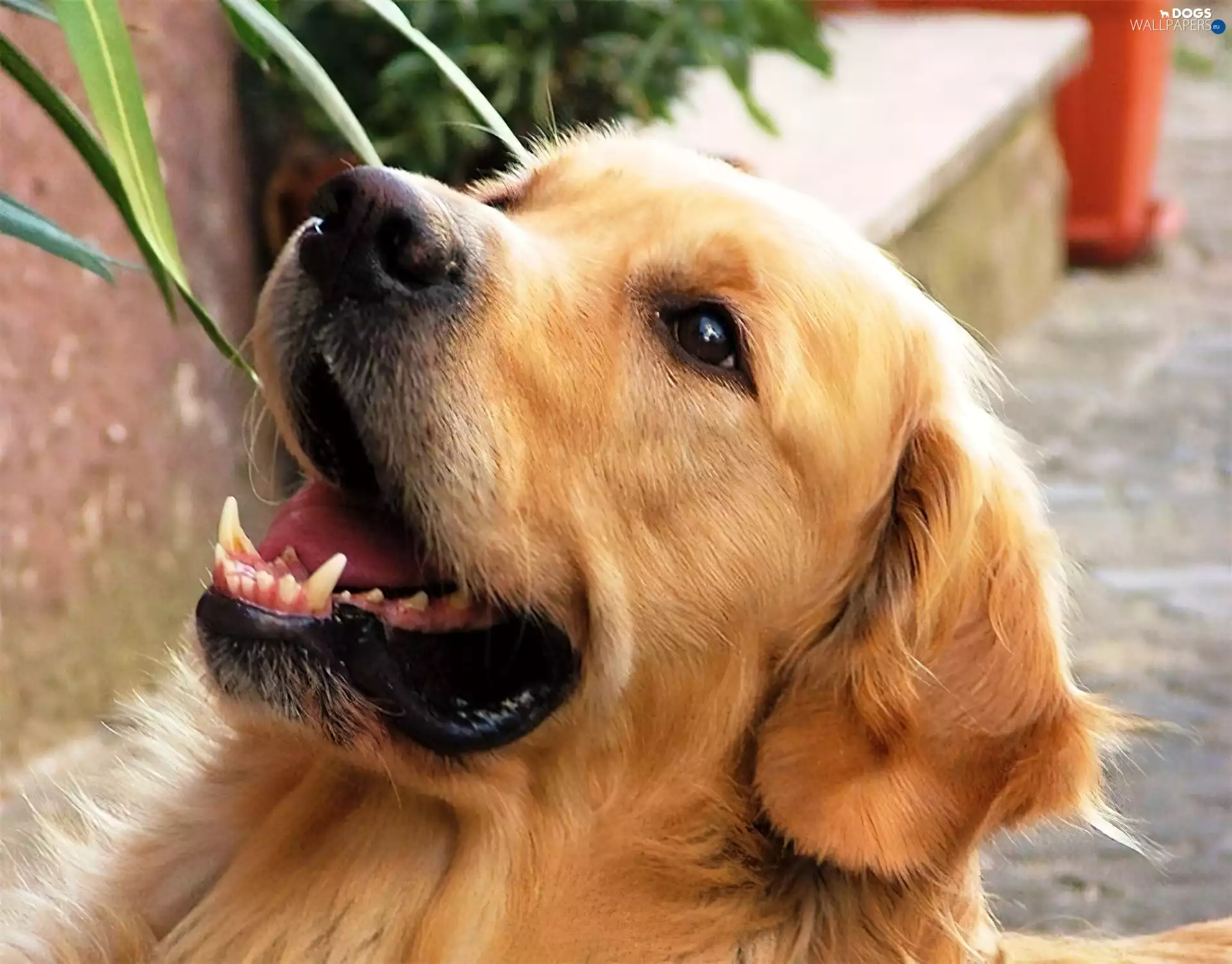 retriever, dog, golden