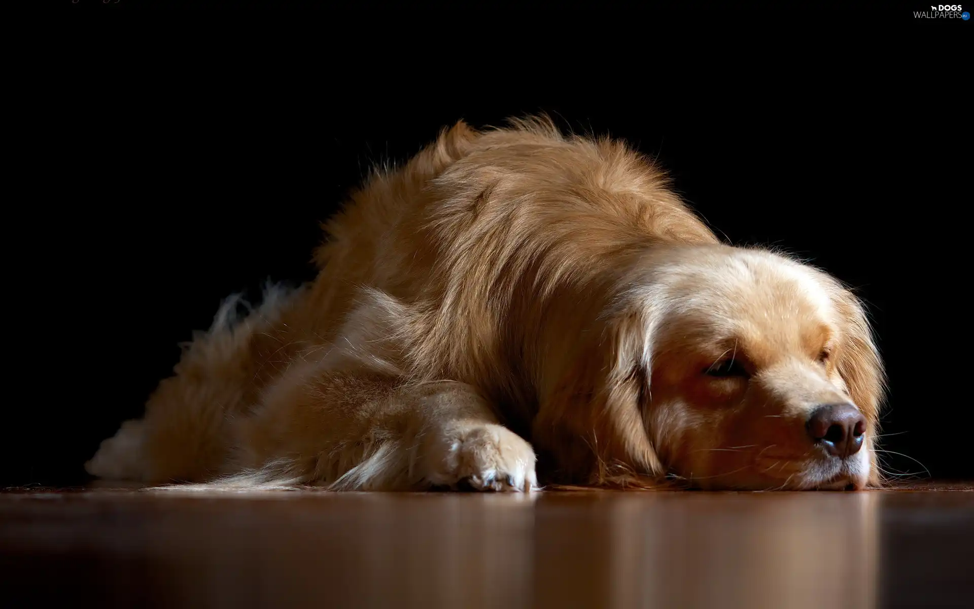 golden, retriever, dog