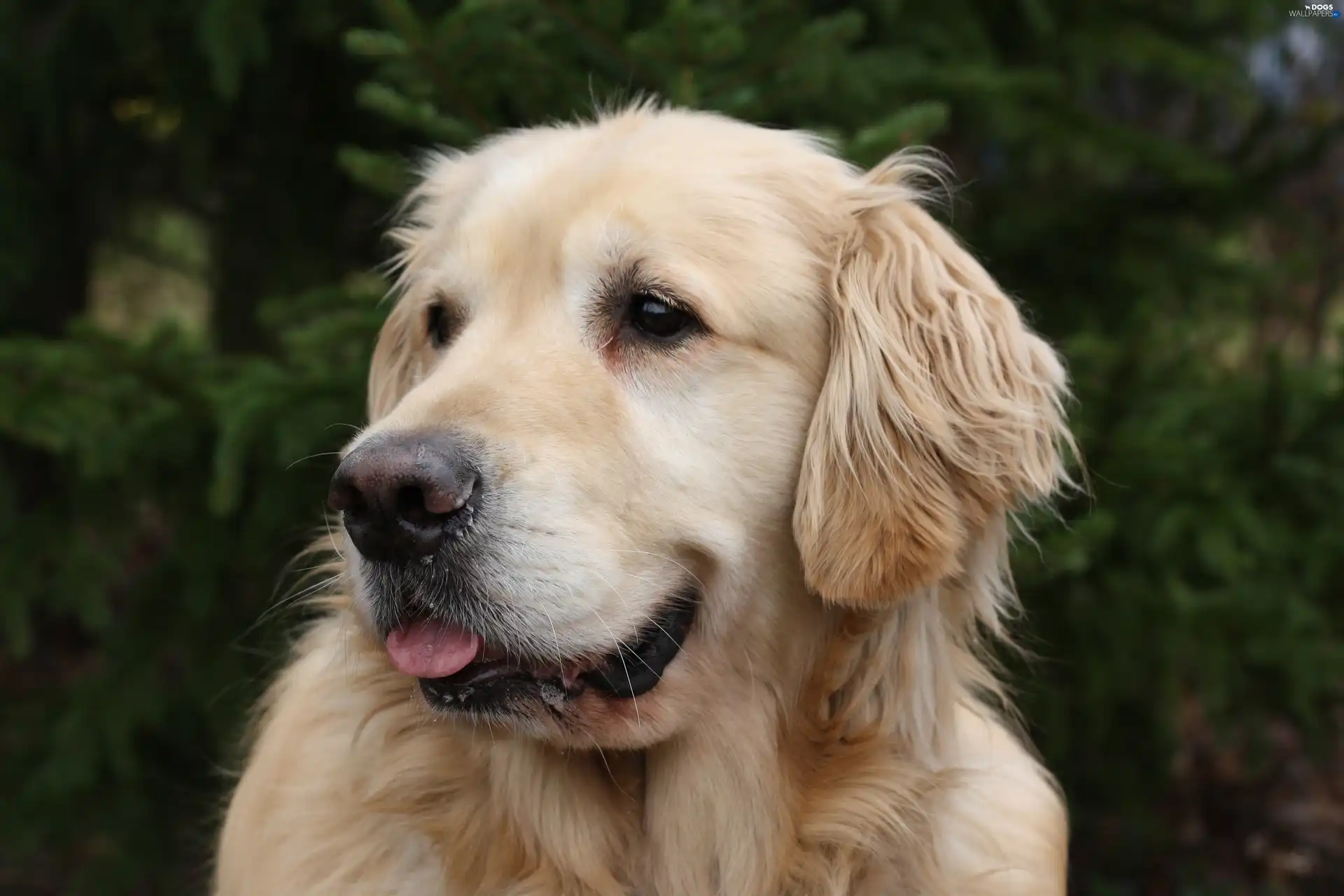 golden, retriever, dog
