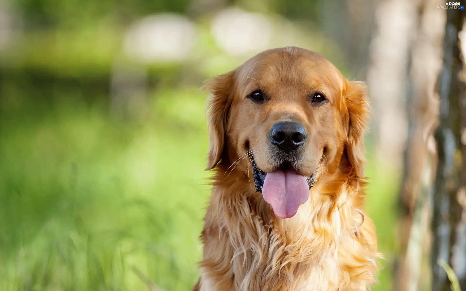 golden, retriever, dog